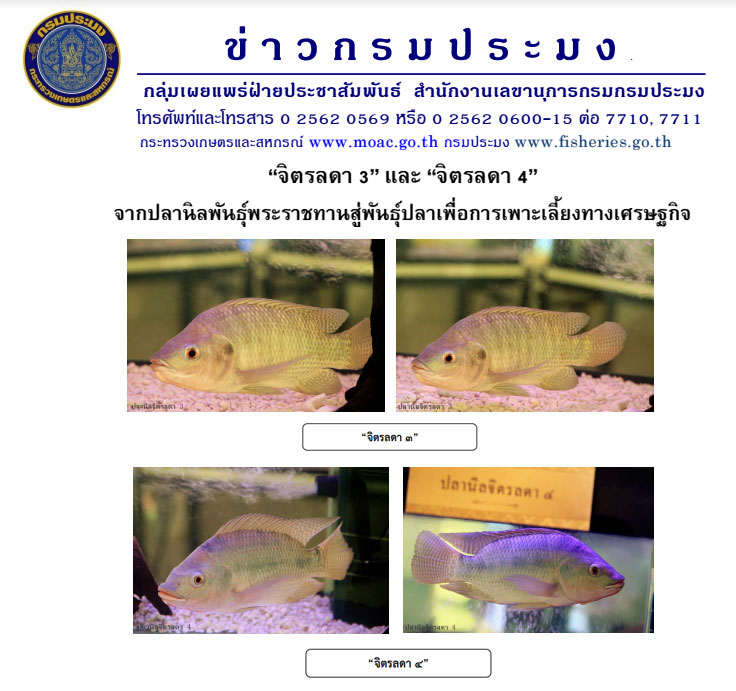 ปลานิลจิตรลดา ๓ และ ๔