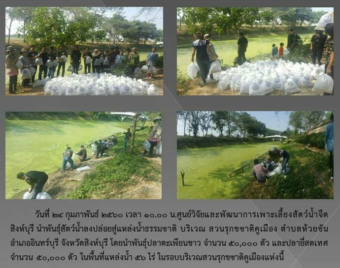 ศูนย์วิจัยและพัฒนาการเพาะเลี้ยงสัตว์น้ำจืดสิงห์บุรี นำพันธุ์สัตว์น้ำปล่อยสู่แหล่งน้ำธรรมชาติ  บริเวณสวนรุกขชาติคูเมือง..คลิก