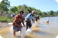 ปล่อยกุ้งก้ามกรามงานวิจัย ครั้งที่ 1..คลิก
