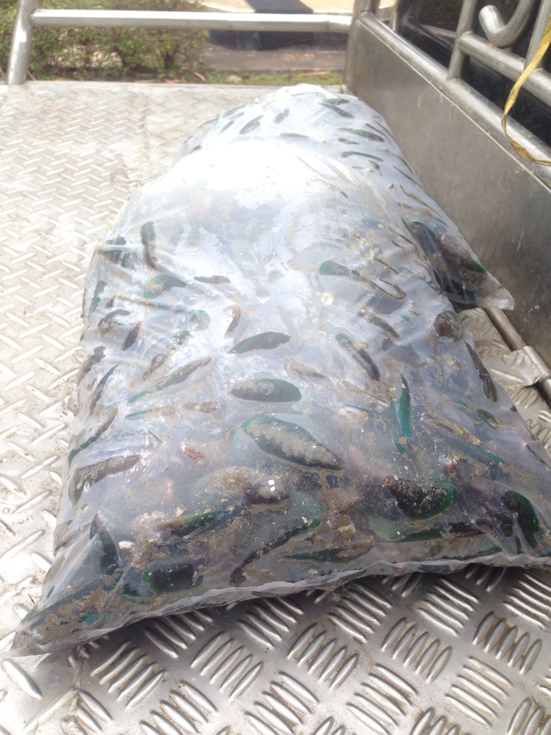 ตรวจสอบสินค้าสัตว์น้ำ ที่ขออนุญาตส่งไปยัง สปป.ลาว..คลิก