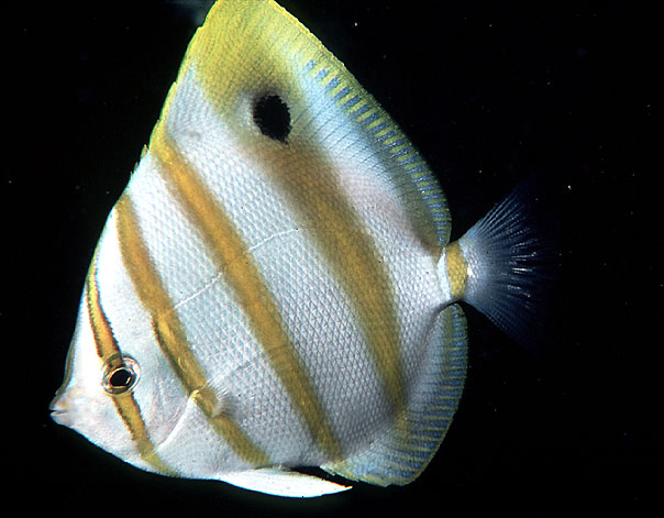 Captive breeding of Kite butterfly fish