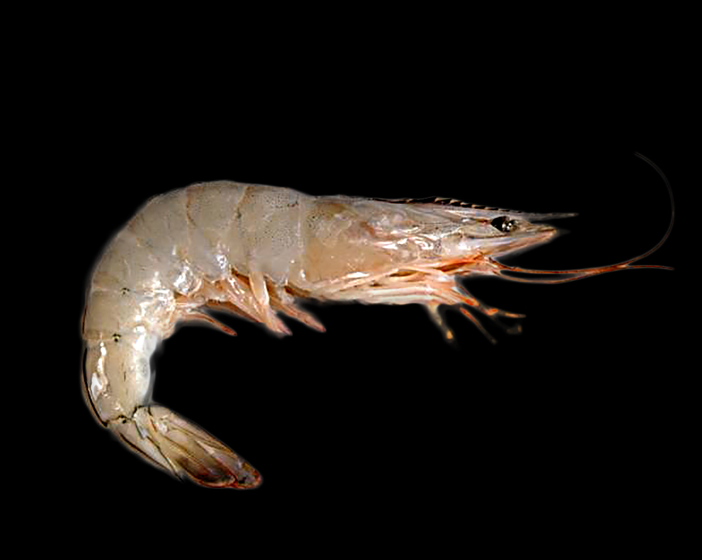 ไมโครสปอริเดีย EHP ปัญหาใหม่ของการเลี้ยงกุ้งทะเลของไทย