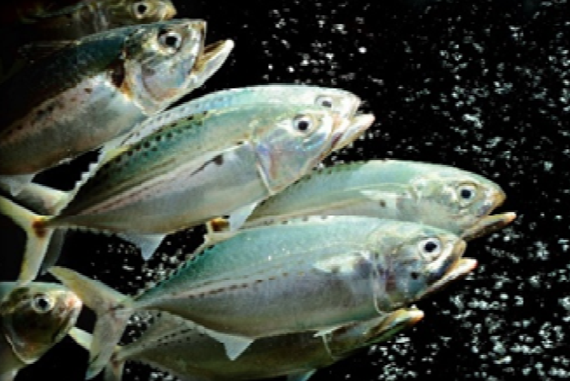 Drifter fisheries