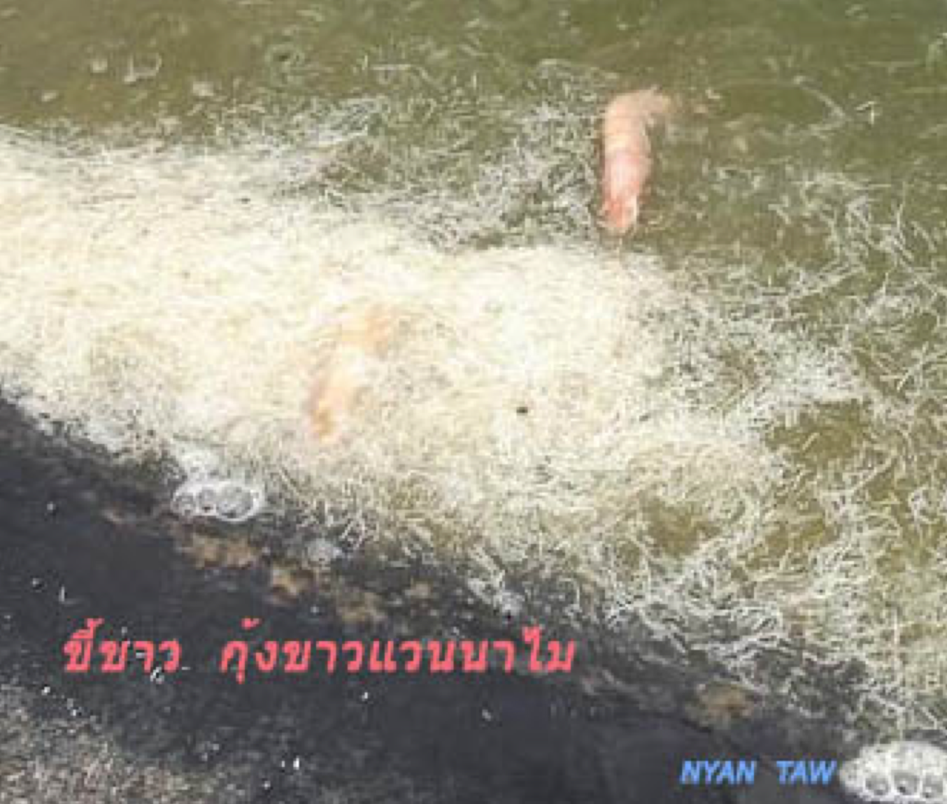 โรคขี้ขาวในกุ้งแวนนาไม