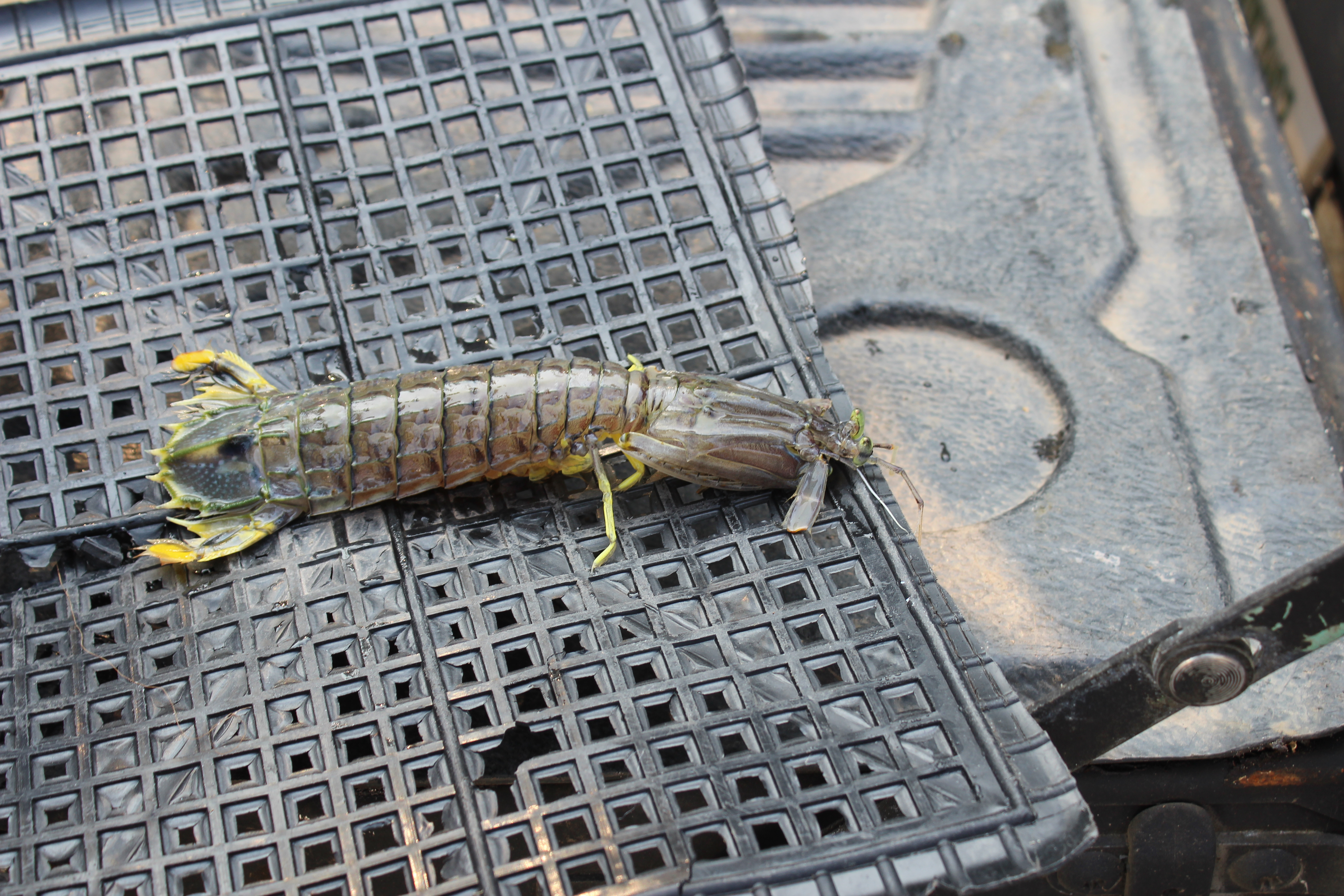 สินค้านำเข้าจากประเทศเมียนมาร์