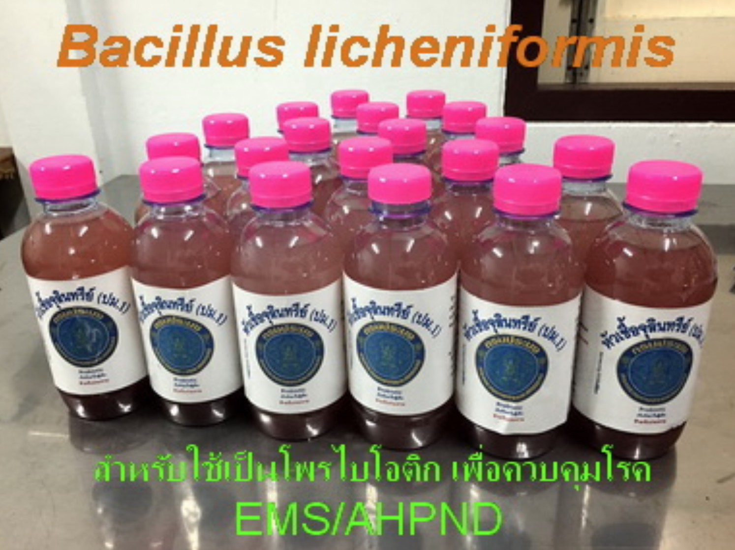 การผลิตหัวเชื้อจุลินทรีย์ ปม.1 สูตรน้ำ