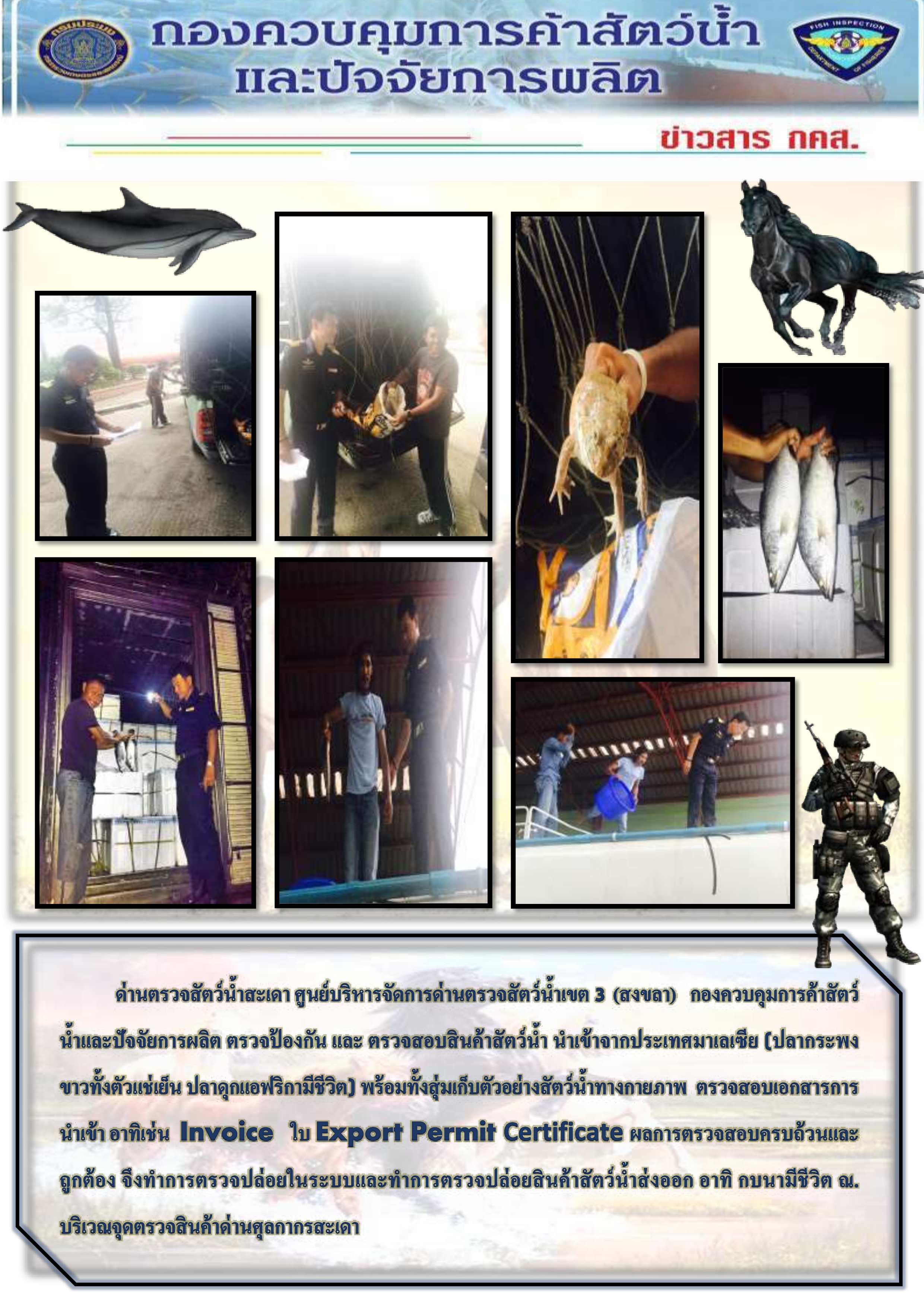 ข่าวสาร กคส. ประจำวันนี้ ด่านตรวจสัตว์น้ำสะเดา ตรวจสอบสินค้าสัตว์น้ำนำเข้า ส่งอก..คลิก