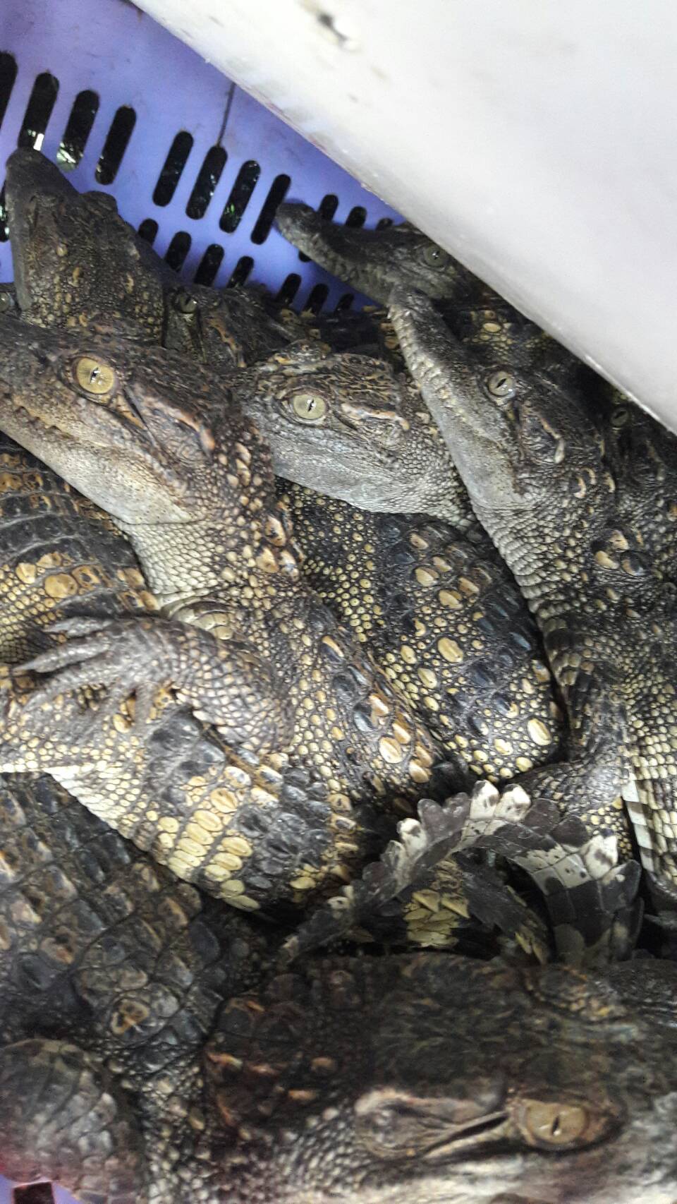 เจ้าหน้าที่ด่านฯสระแก้วตรวจสอบ ลูกจระเข้น้ำจืด (freshwater crocodile) มีชีวิต ที่นำเข้ามาจากประเทศกัมพูชาจำนวน 4,000 ตัว..คลิก