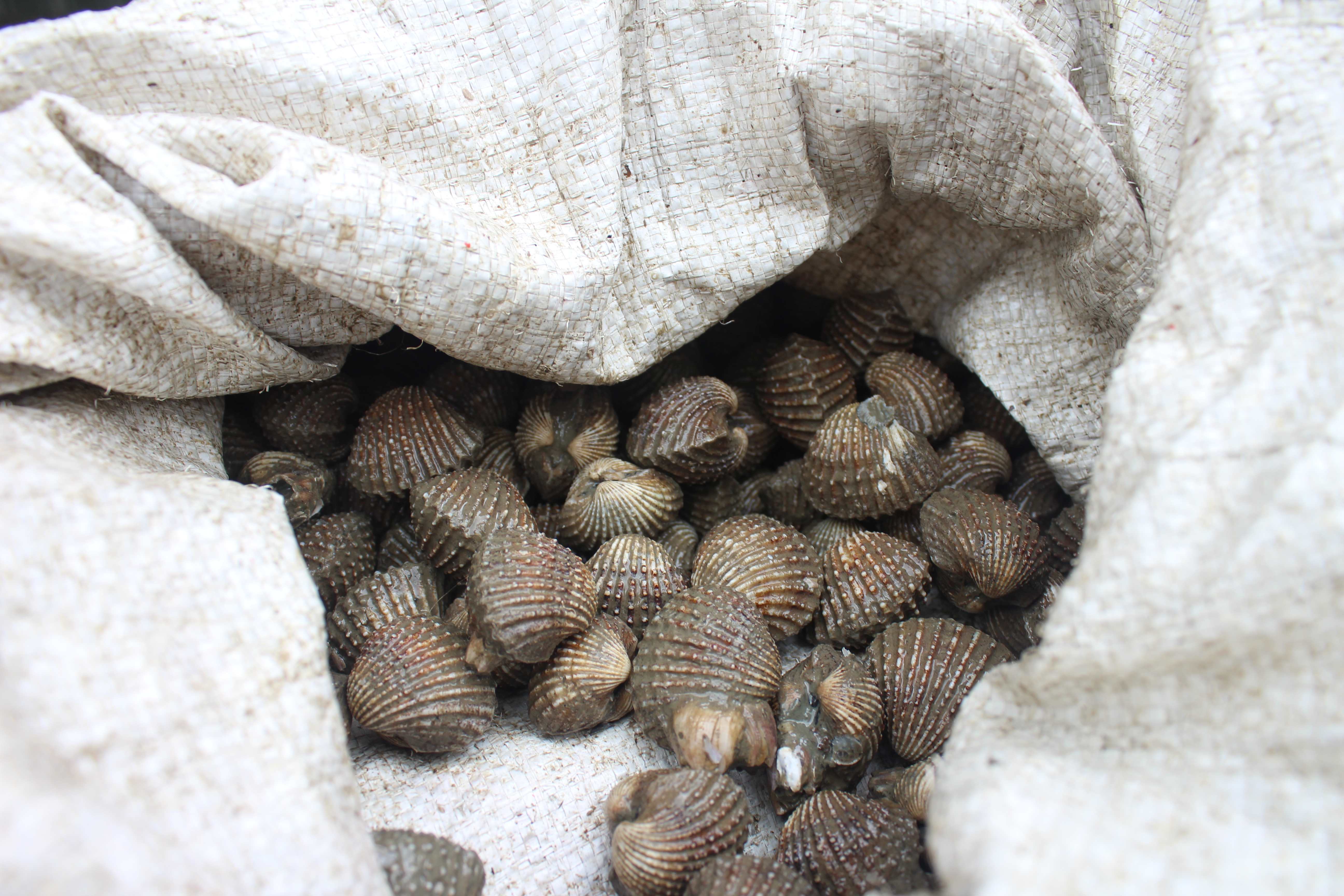 สินค้านำเข้าจากประเทศเมียนมาร์