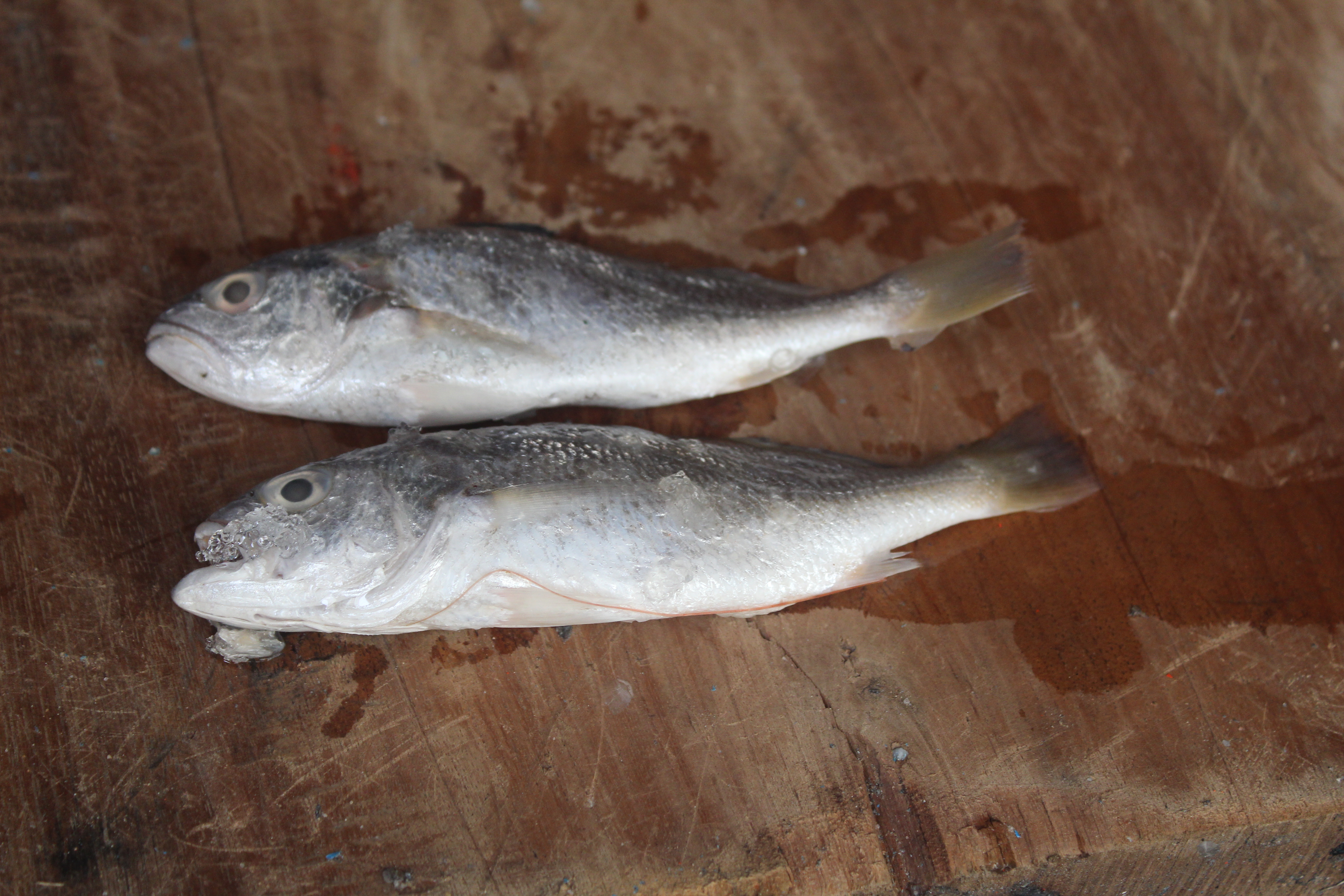 สินค้านำเข้าจากประเทศเมียนมาร์