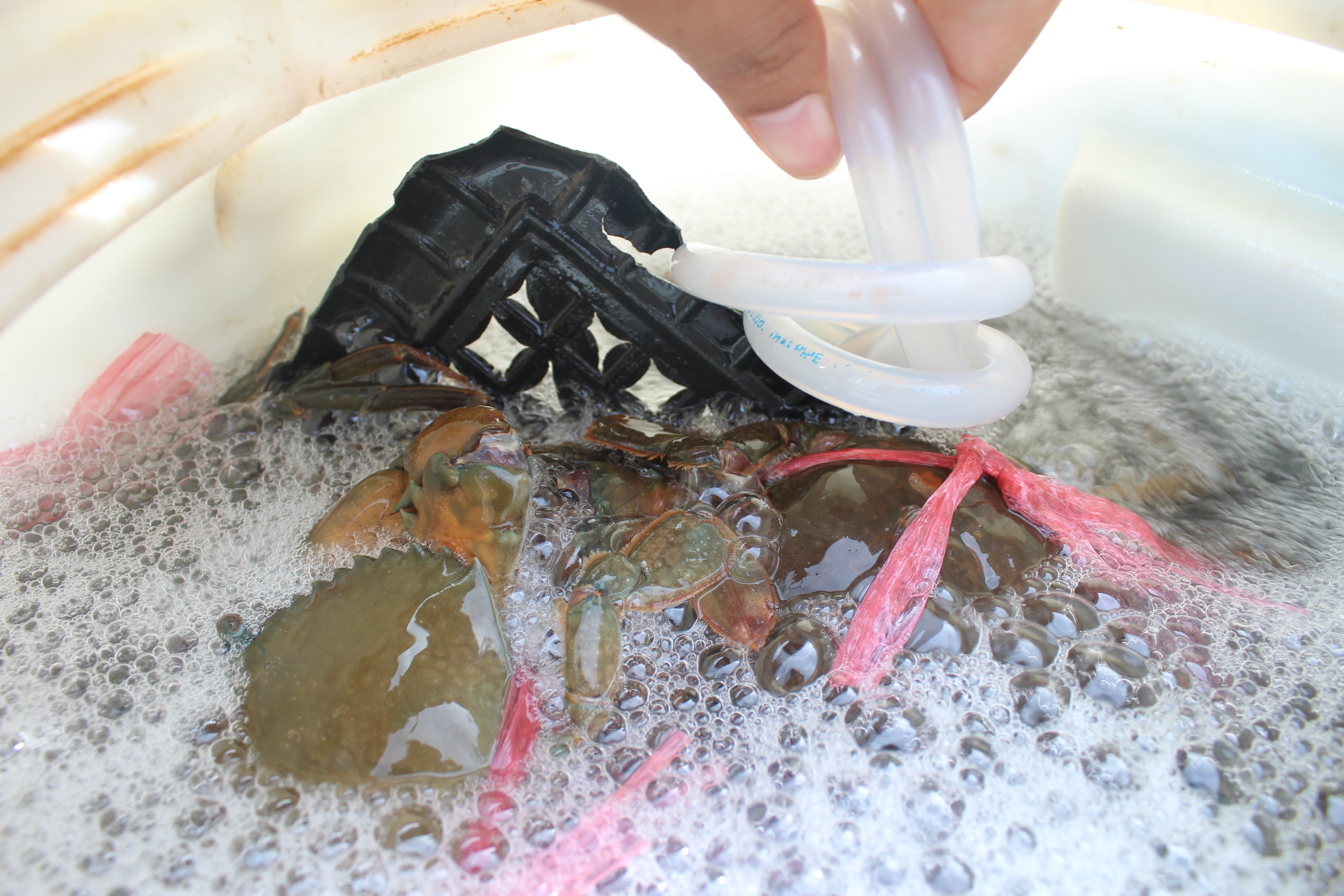 สินค้านำเข้าจากประเทศเมียนมาร์