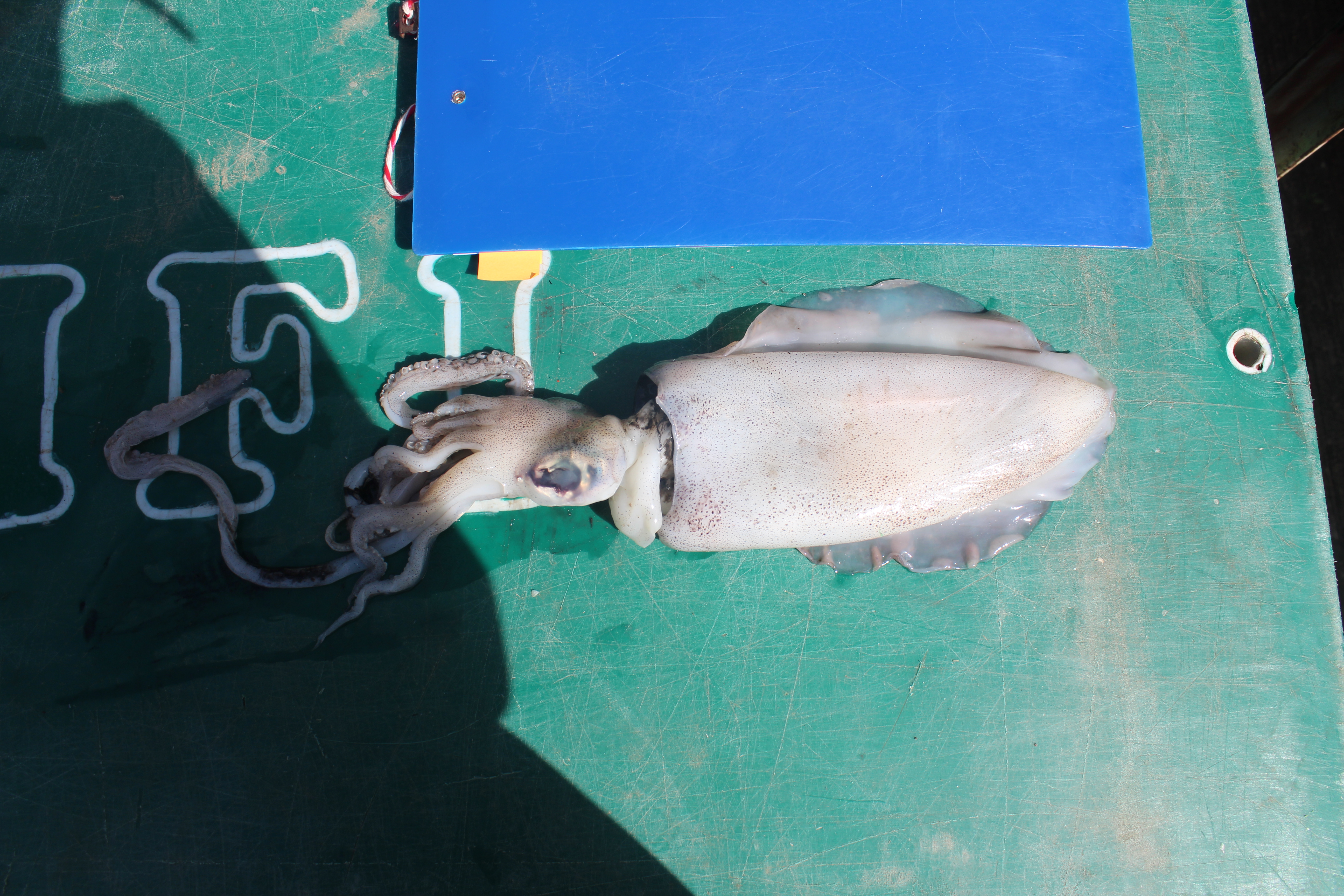 สินค้านำเข้าจากประเทศเมียนมาร์