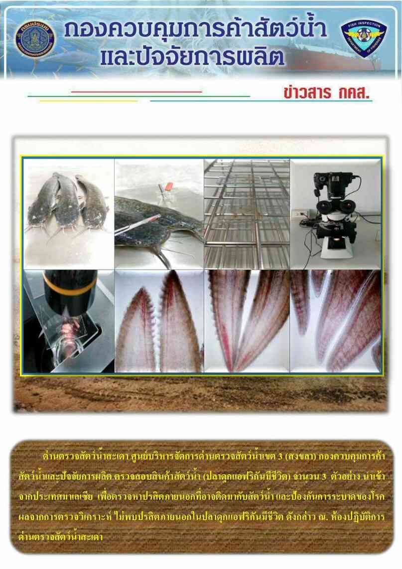 เจ้าหน้าที่ด่านฯสะเดา ตรวจสอบสินค้าสัตว์น้ำ (ปลาดุกแอฟริกันมีชีวิต) จำนวน 3 ตัวอย่าง..คลิก