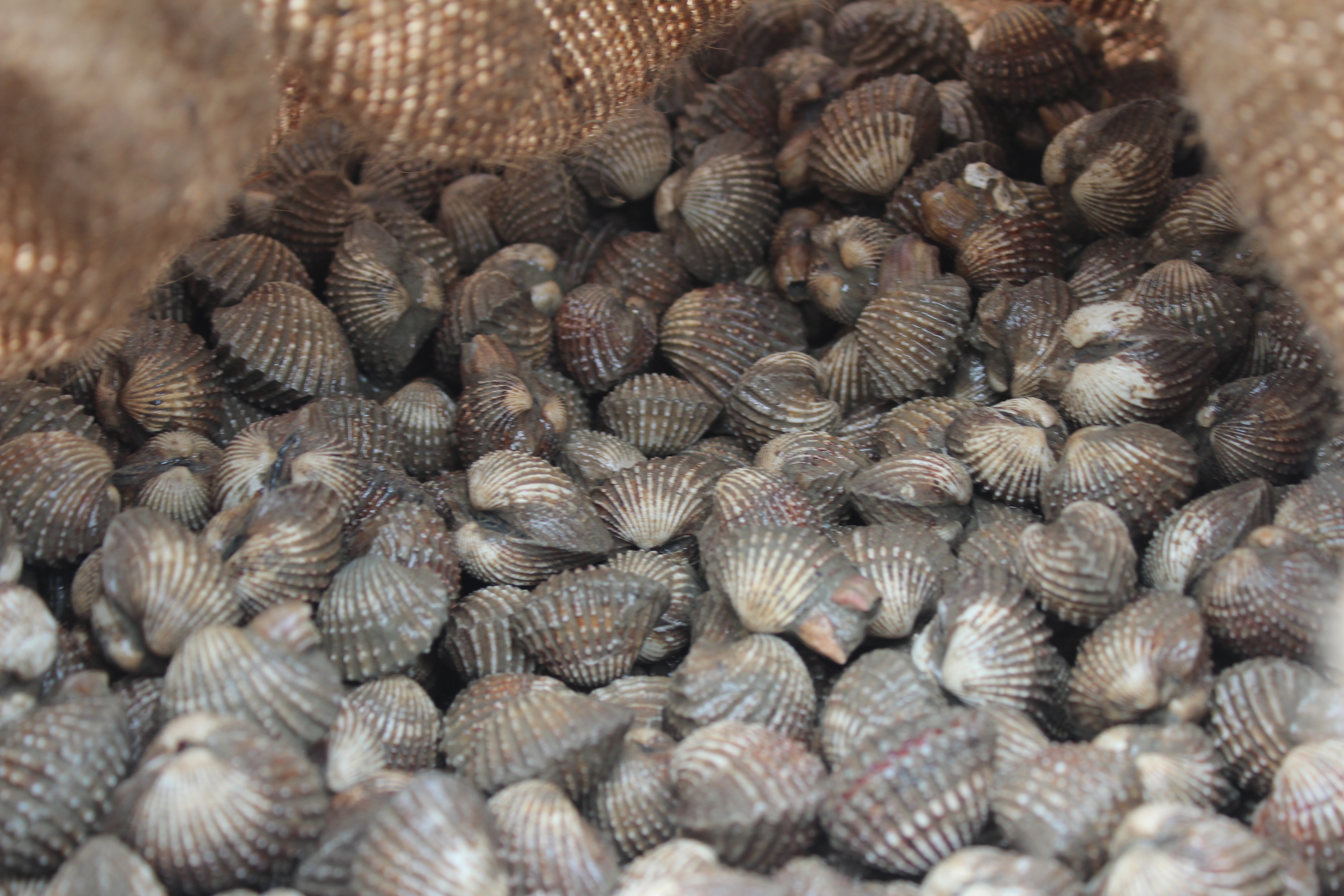 สินค้านำเข้าจากประเทศเมียนมาร์