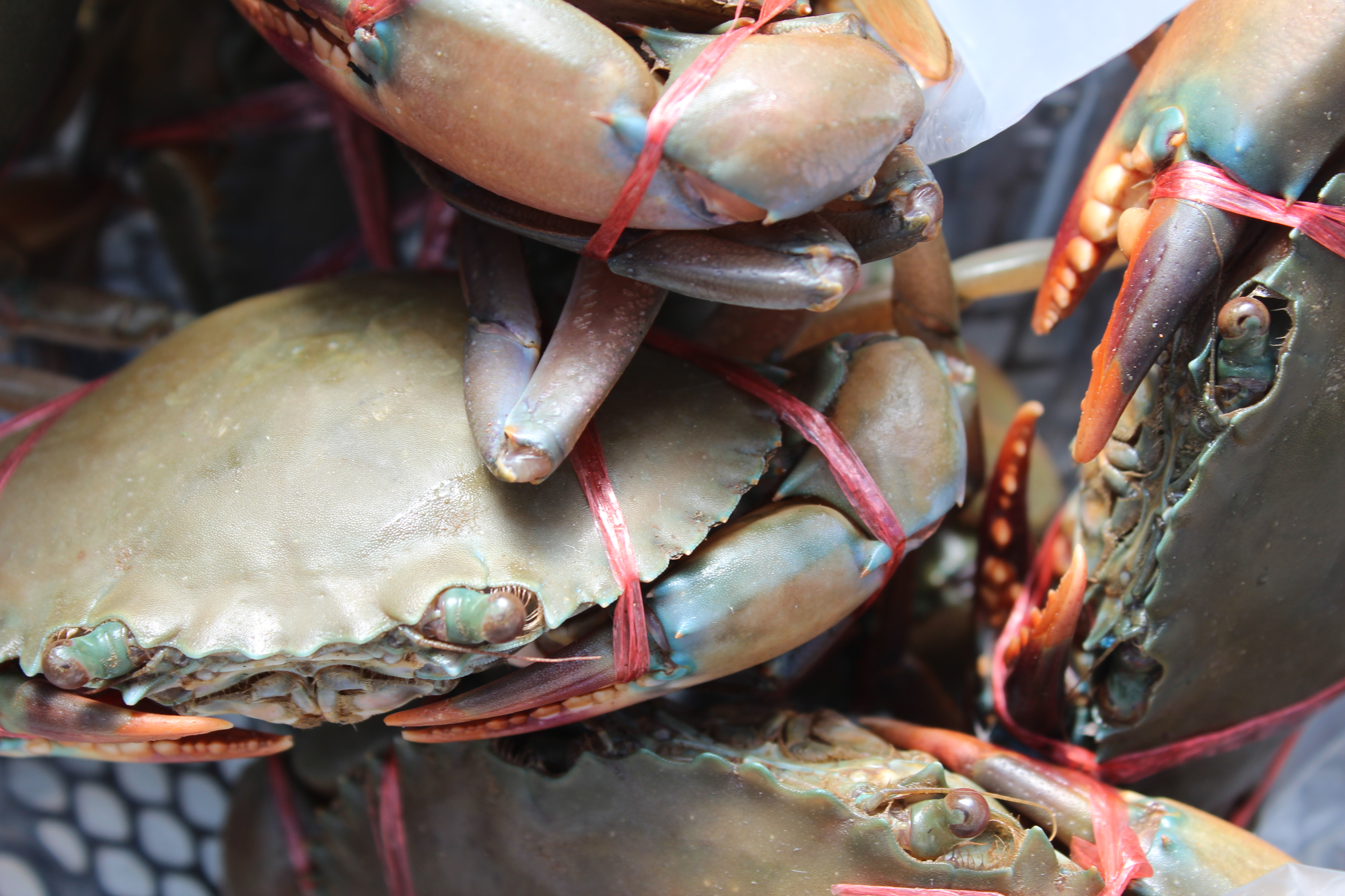 สินค้านำเข้าจากประเทศเมียนมาร์..คลิก