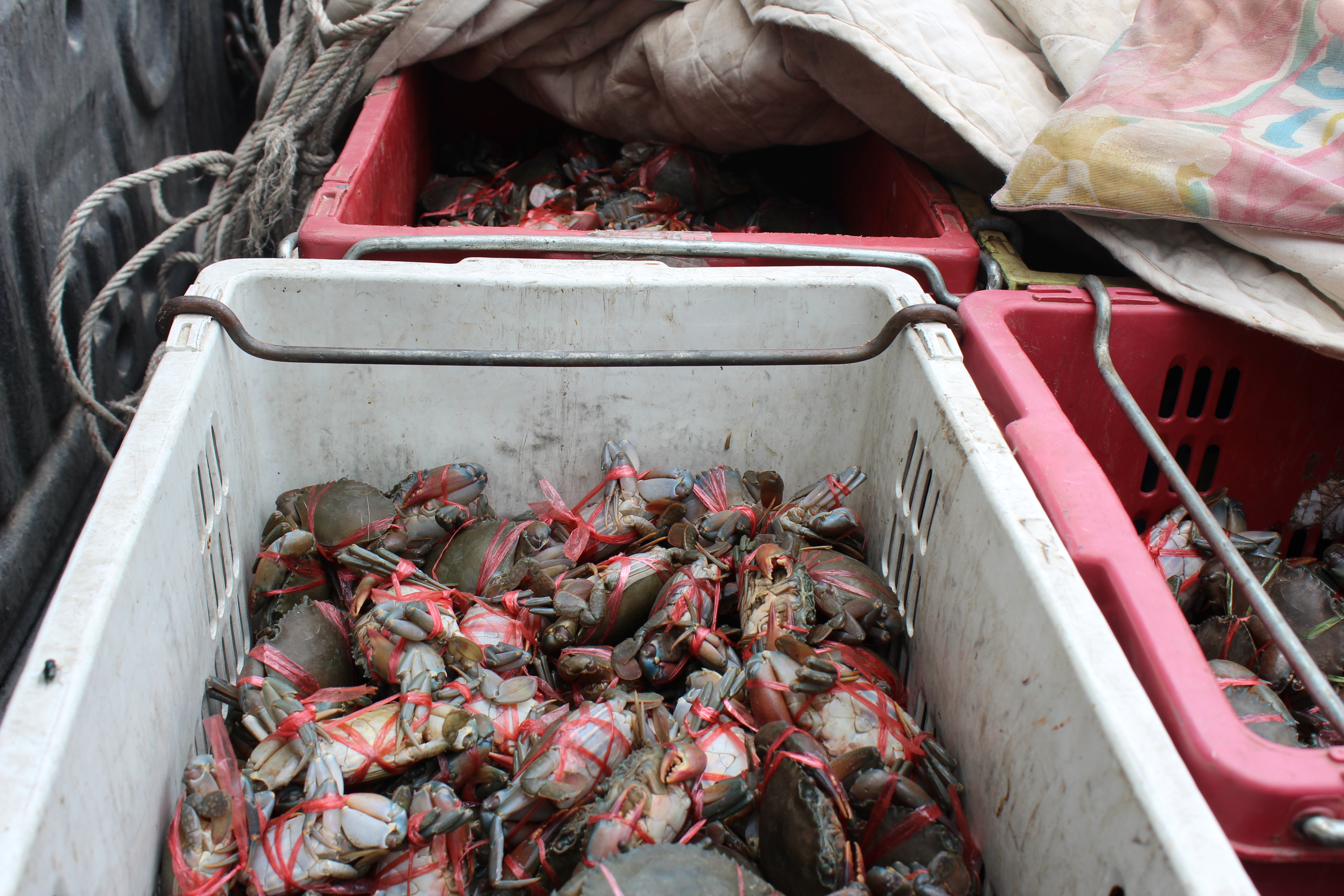 สินค้านำเข้าจากประเทศเมียนมาร์..คลิก