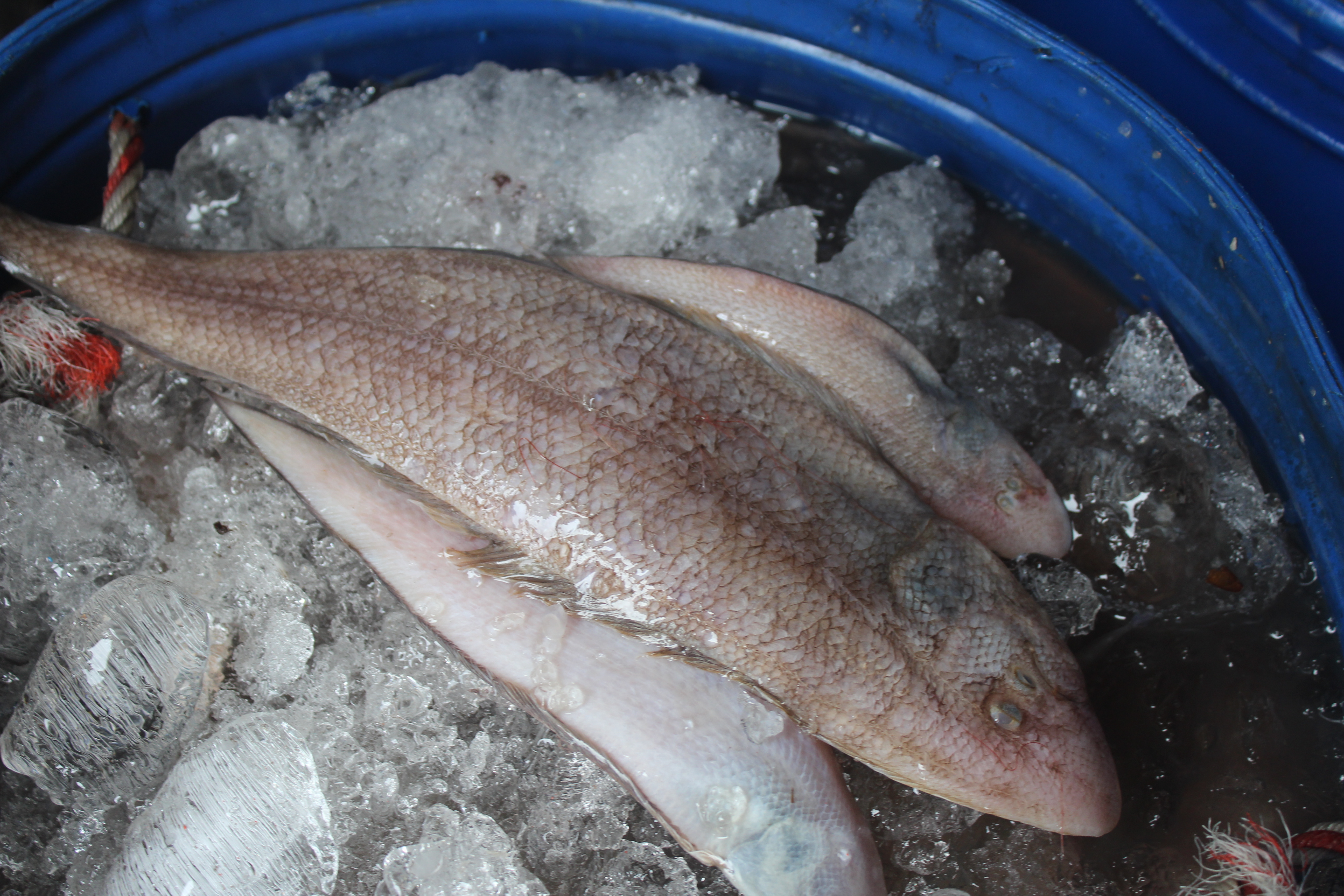 สินค้านำเข้าจากประเทศเมียนมาร์