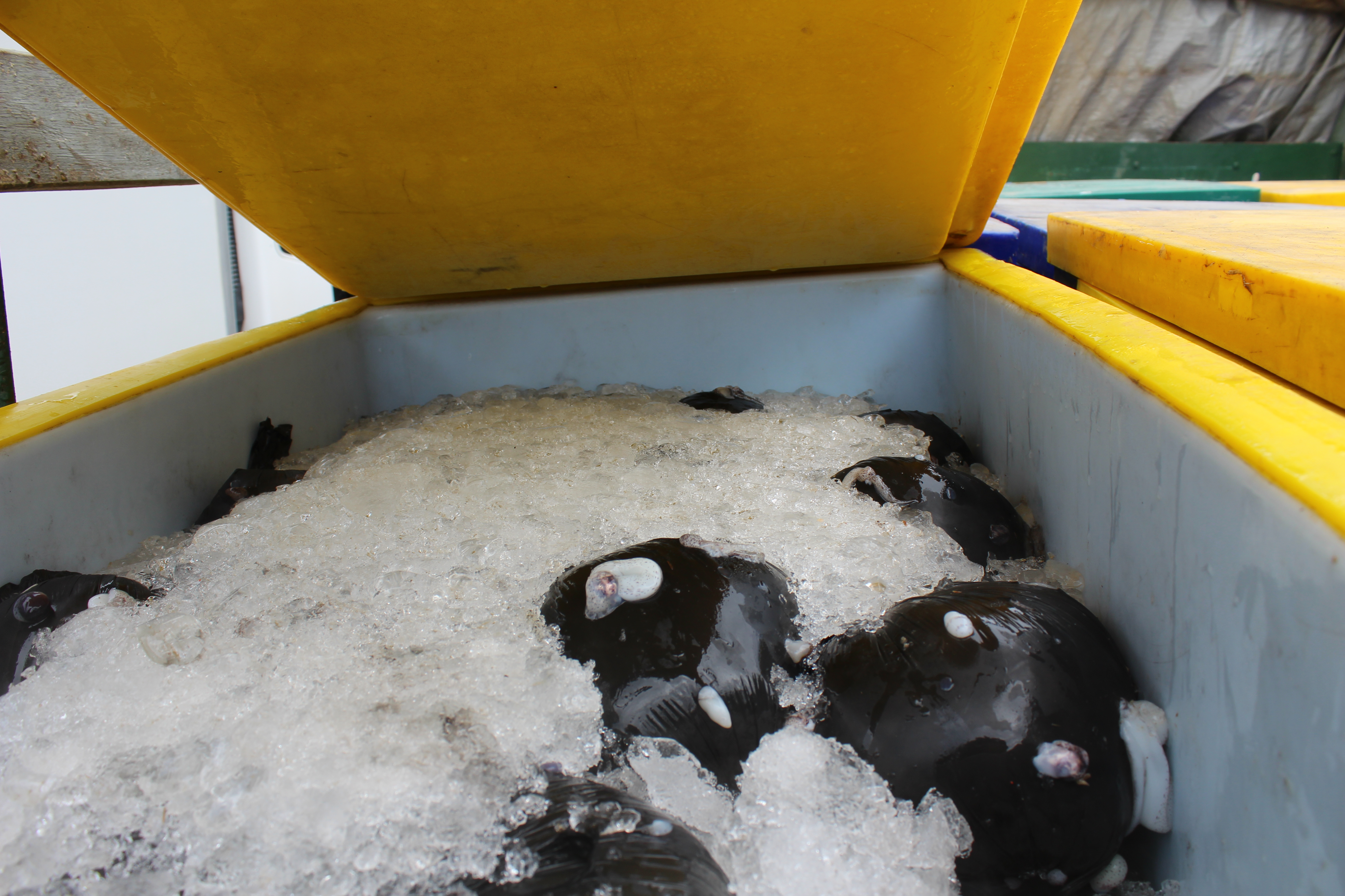 สินค้านำเข้าจากประเทศเมียนมาร์..คลิก