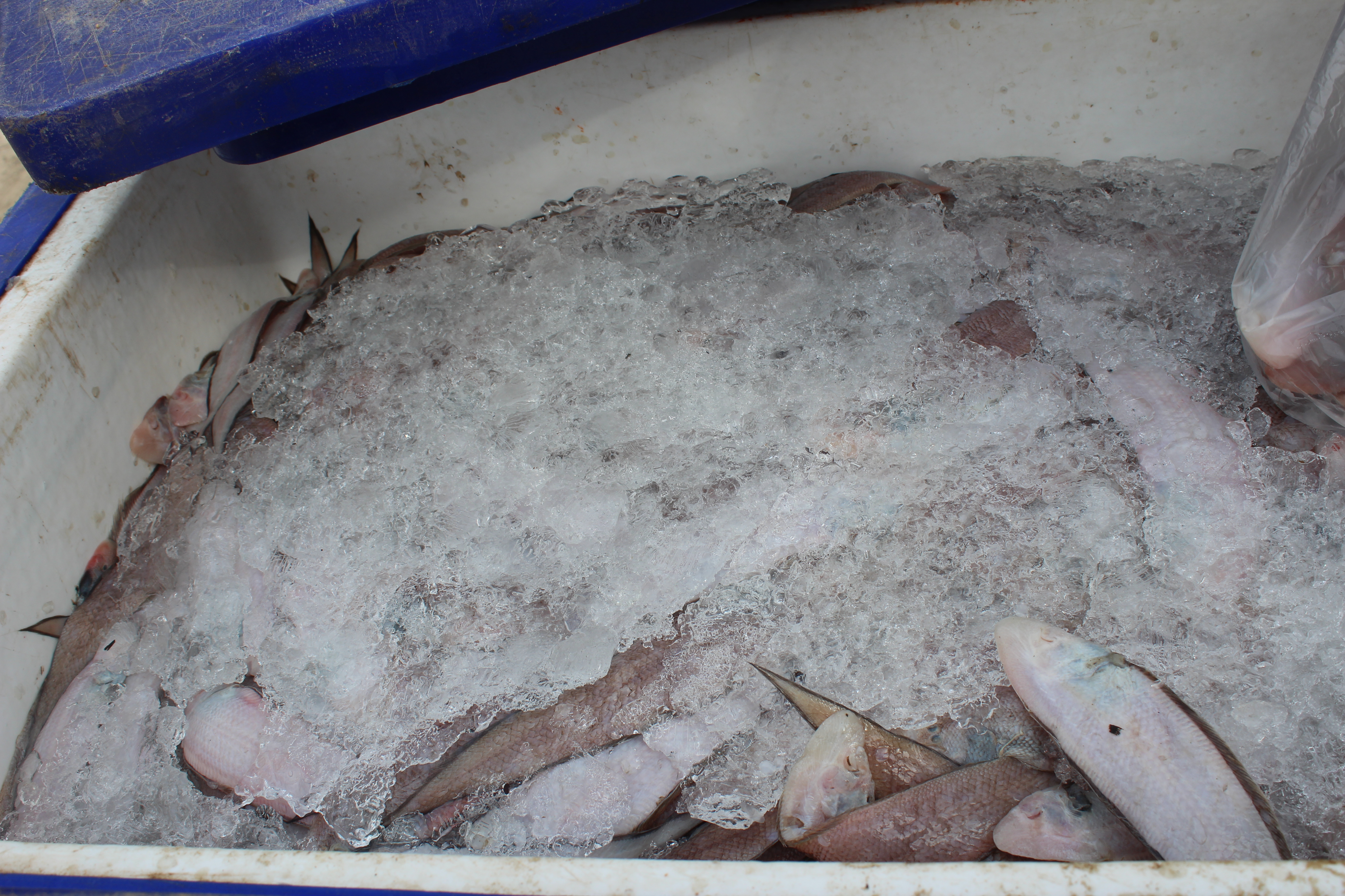 สินค้านำเข้าจากประเทศเมียนมาร์..คลิก