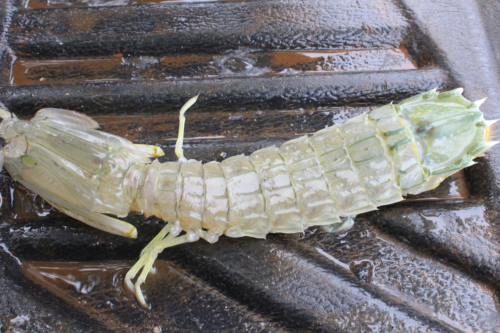 สินค้านำเข้าจากประเทศเมียนมาร์..คลิก