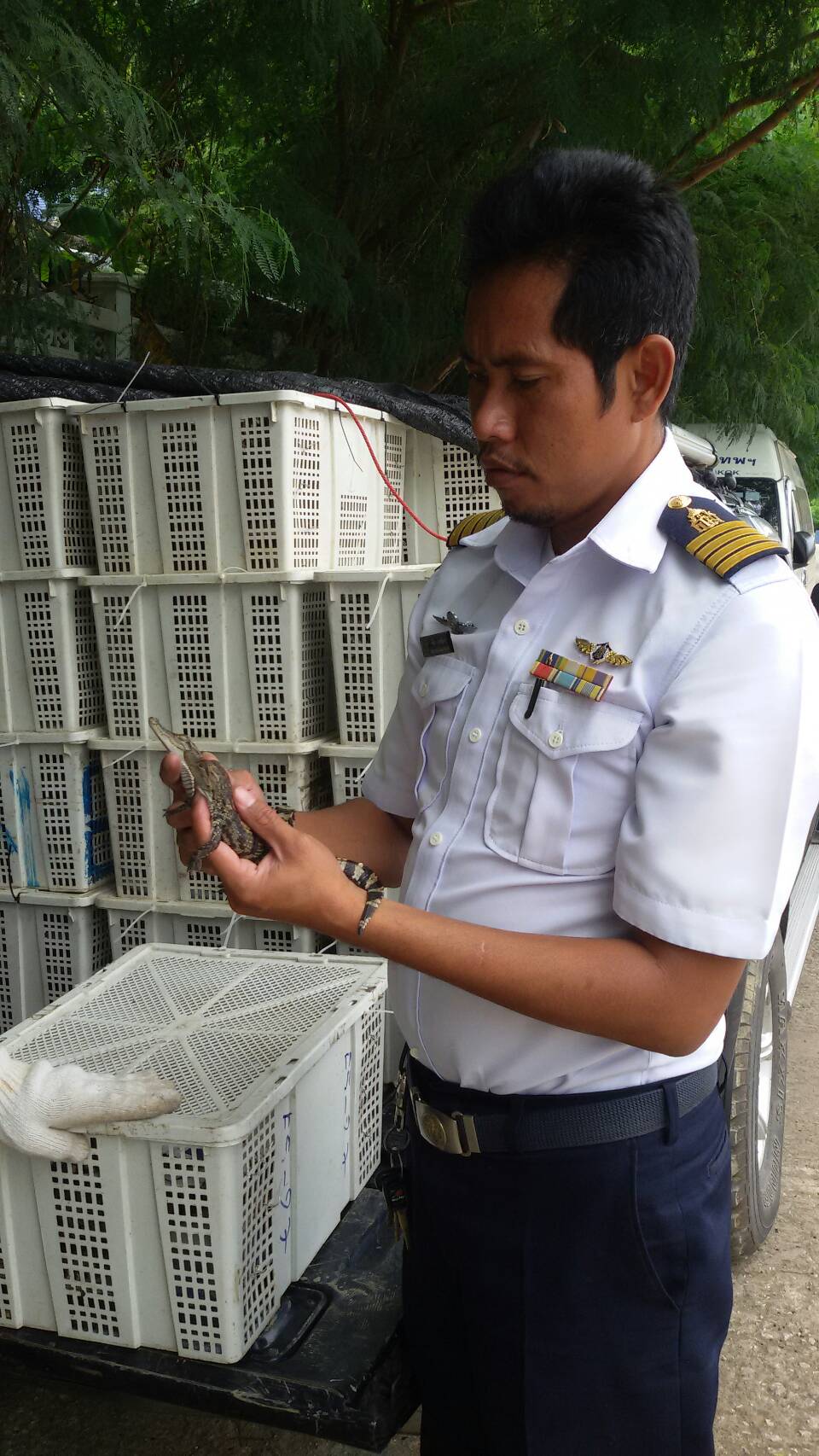 เจ้าหน้าที่ด่านฯสระแก้วตรวจสอบ ลูกจระเข้น้ำจืดมีชีวิต ที่นำเข้ามาจากประเทศกัมพูชา..คลิก