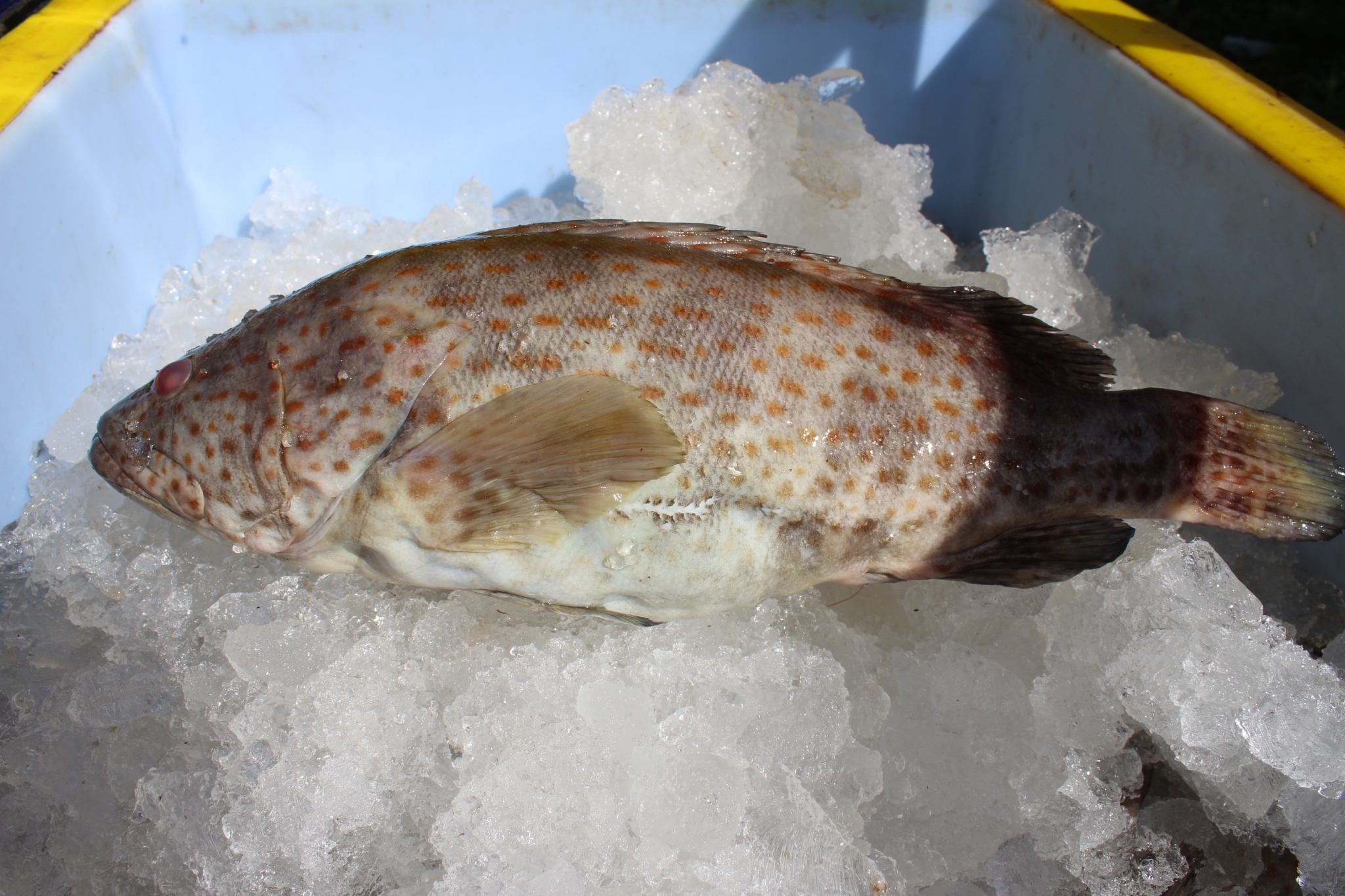 สินค้านำเข้าจากประเทศเมียนมาร์..คลิก