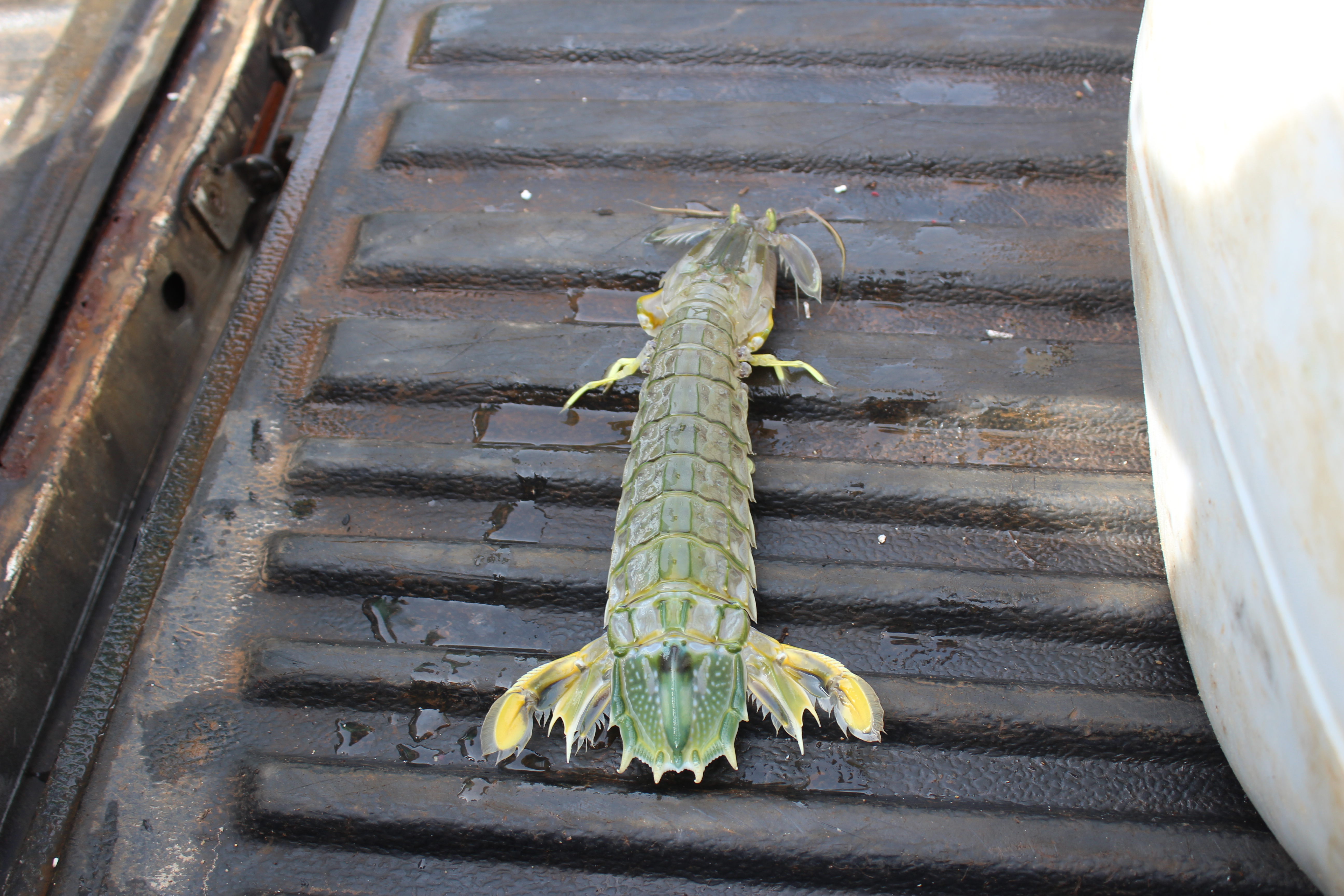 สินค้านำเข้าจากประเทศเมียนมาร์..คลิก