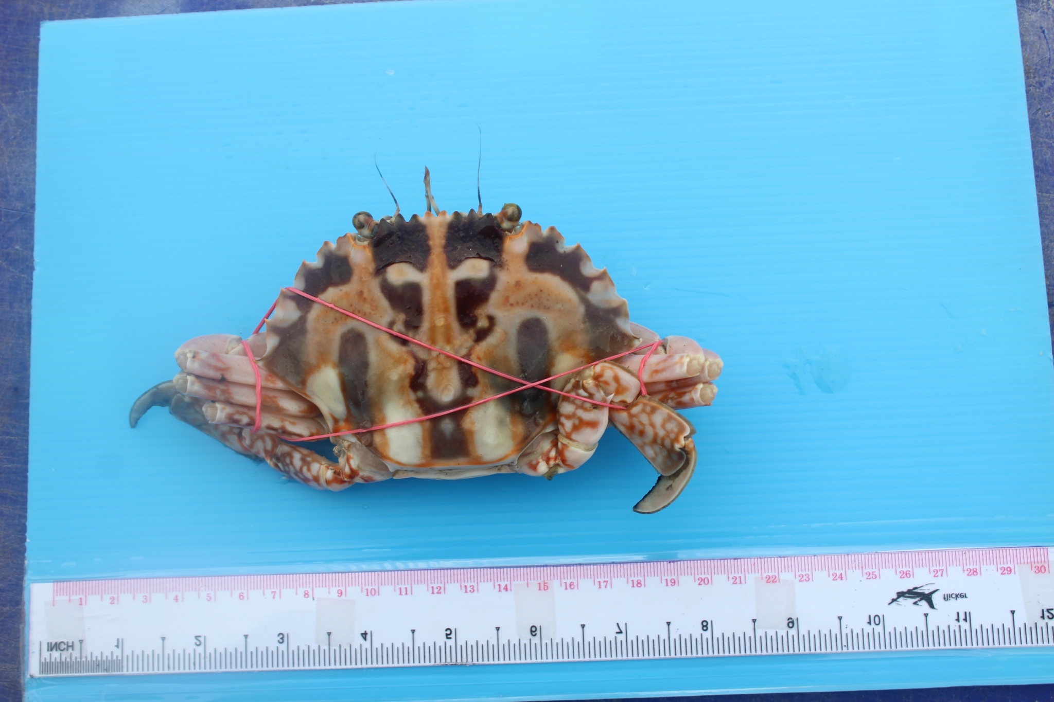 สินค้านำเข้าจากประเทศเมียนมา..คลิก