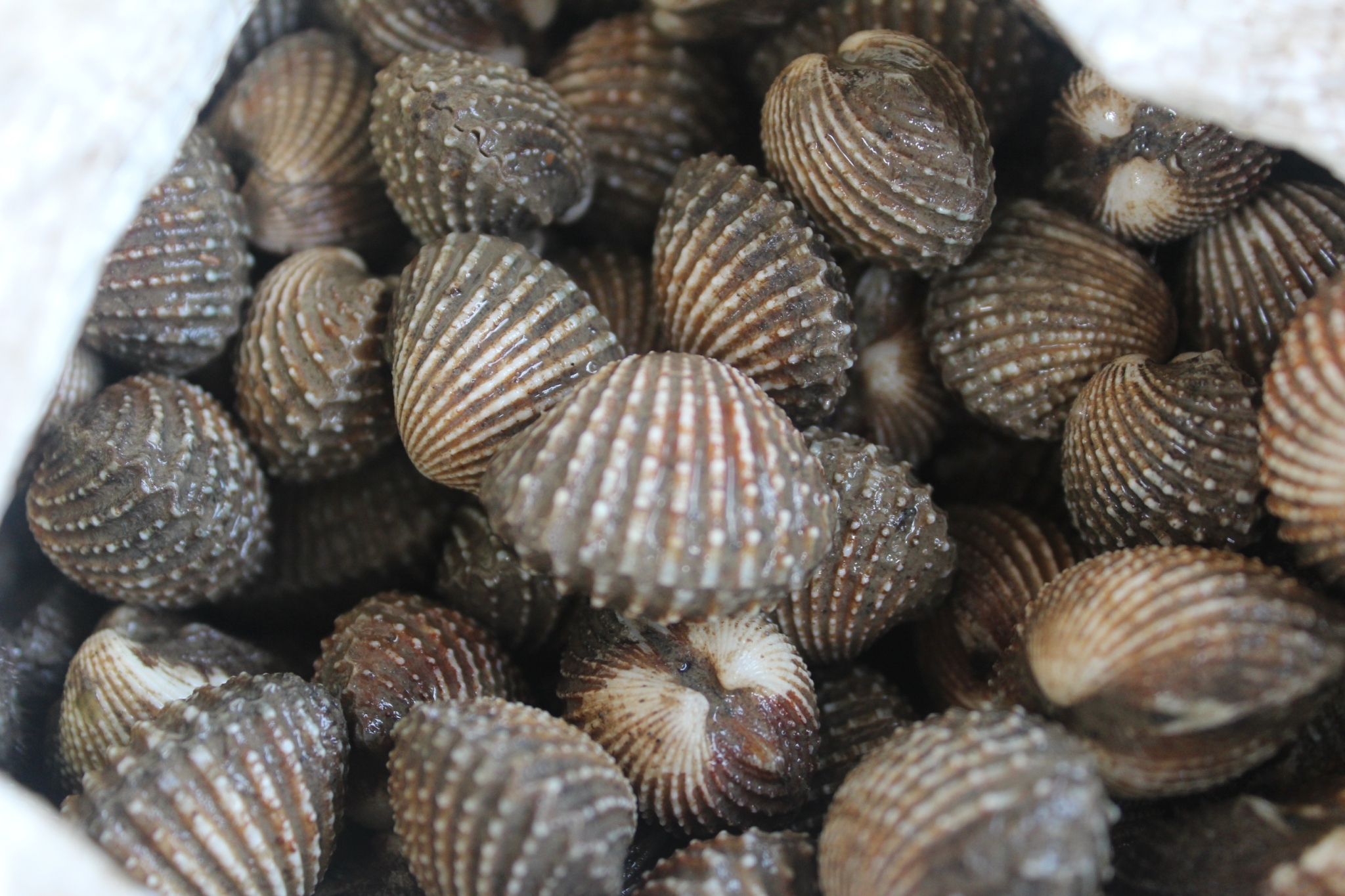 สินค้านำเข้าจากประเทศเมียนมา..คลิก