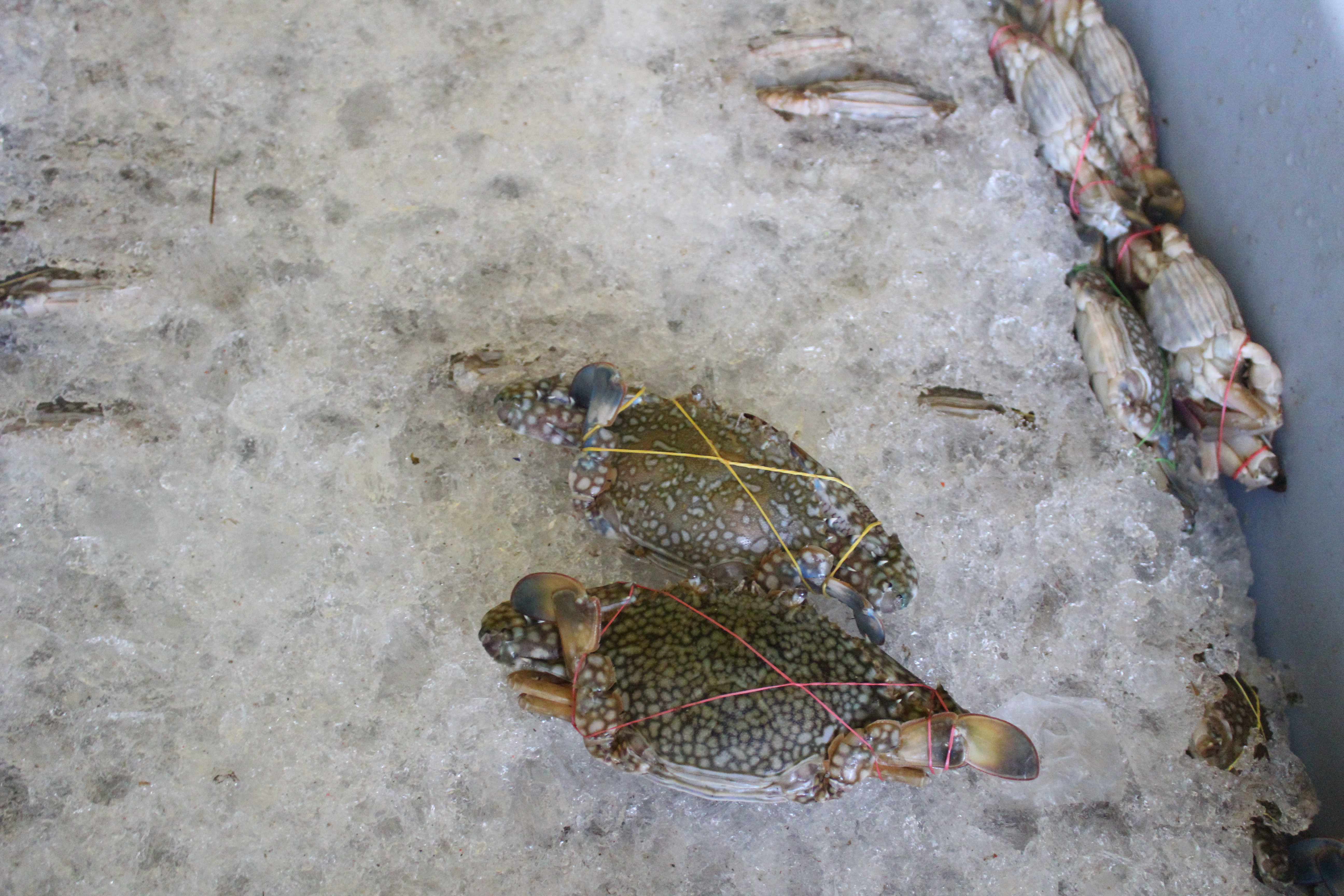 สินค้านำเข้าจากประเทศเมียนมา..คลิก