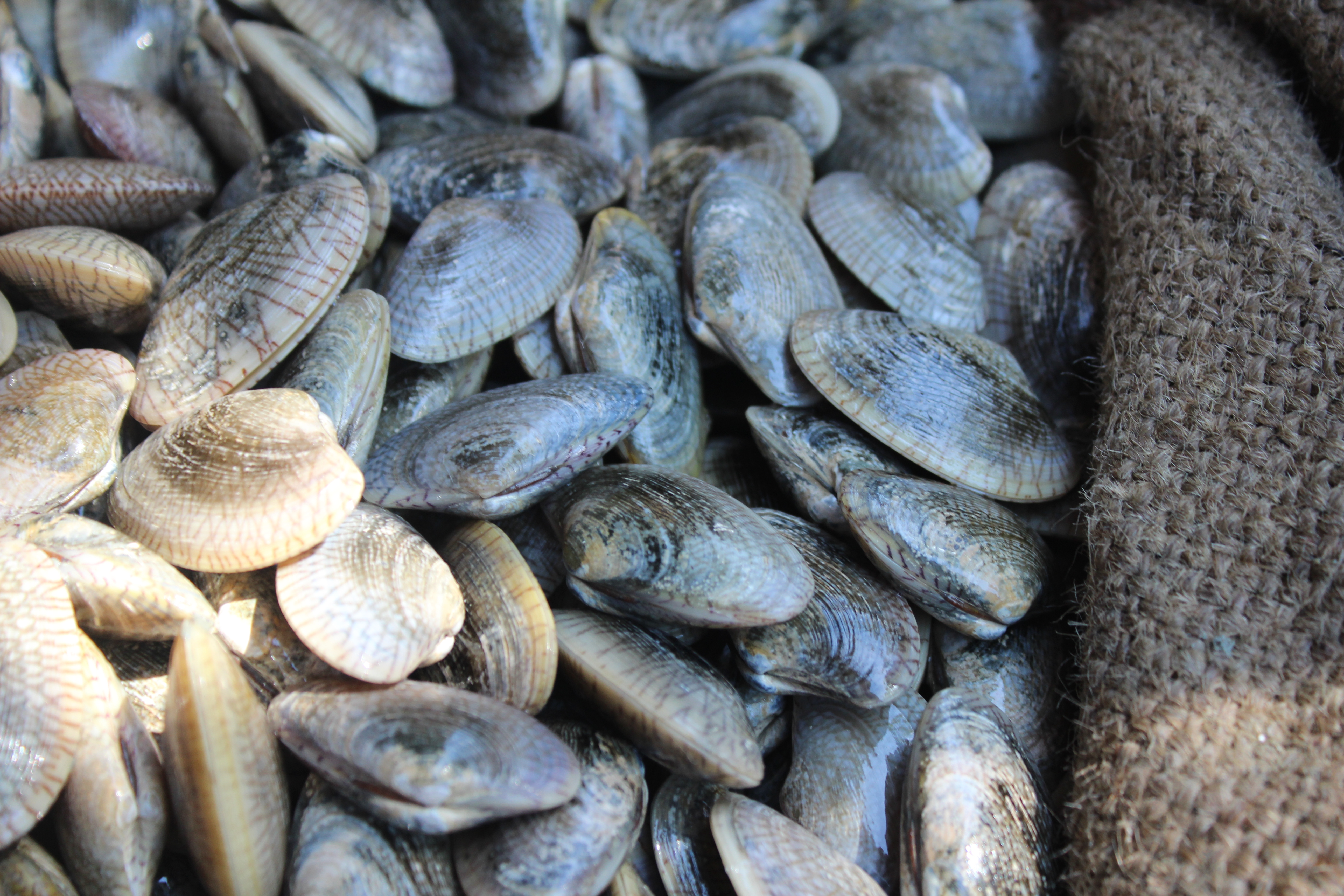 สินค้านำเข้าจากประเทศเมียนมา..คลิก