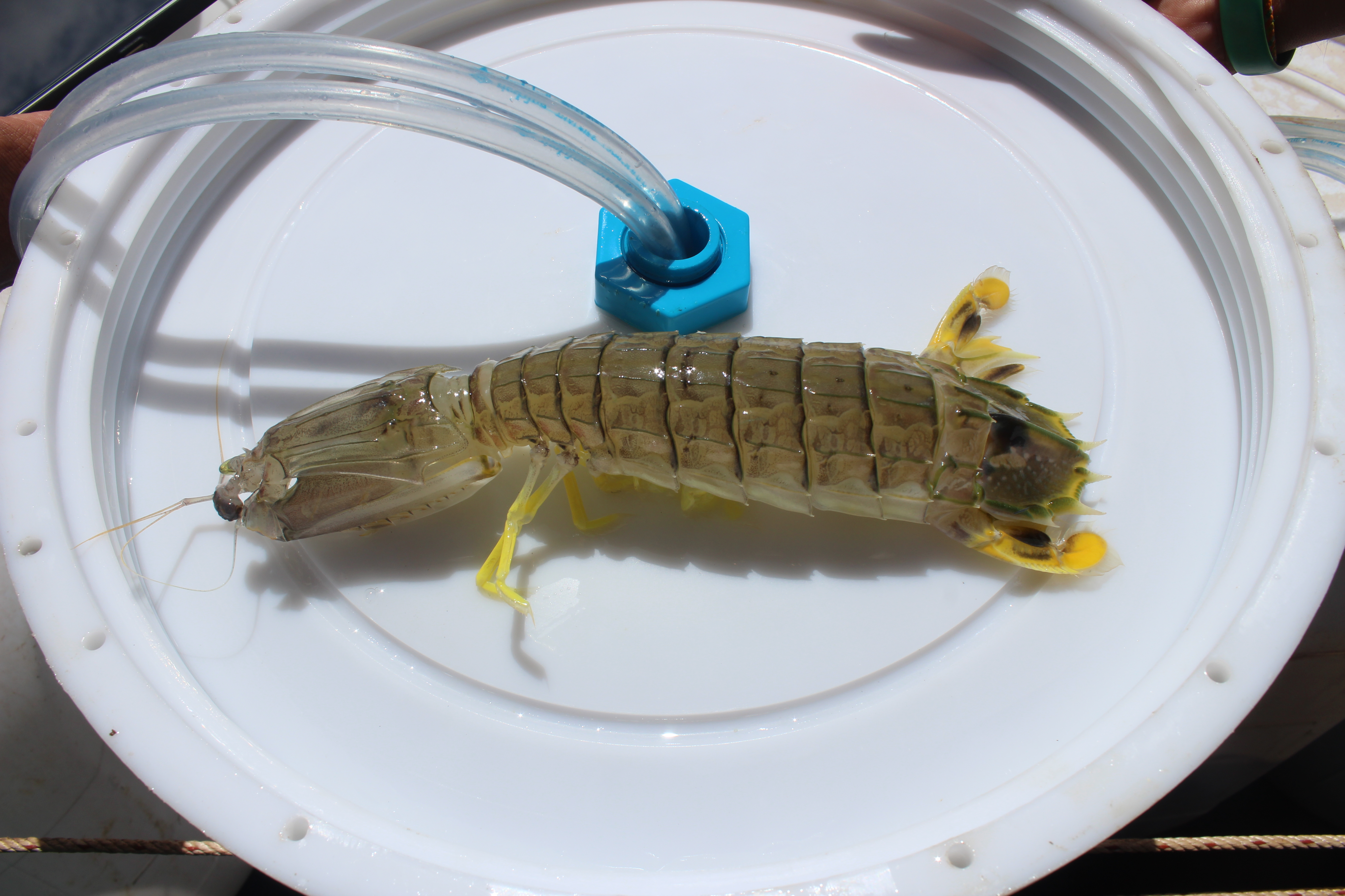 สินค้านำเข้าจากประเทศเมียนมา..คลิก