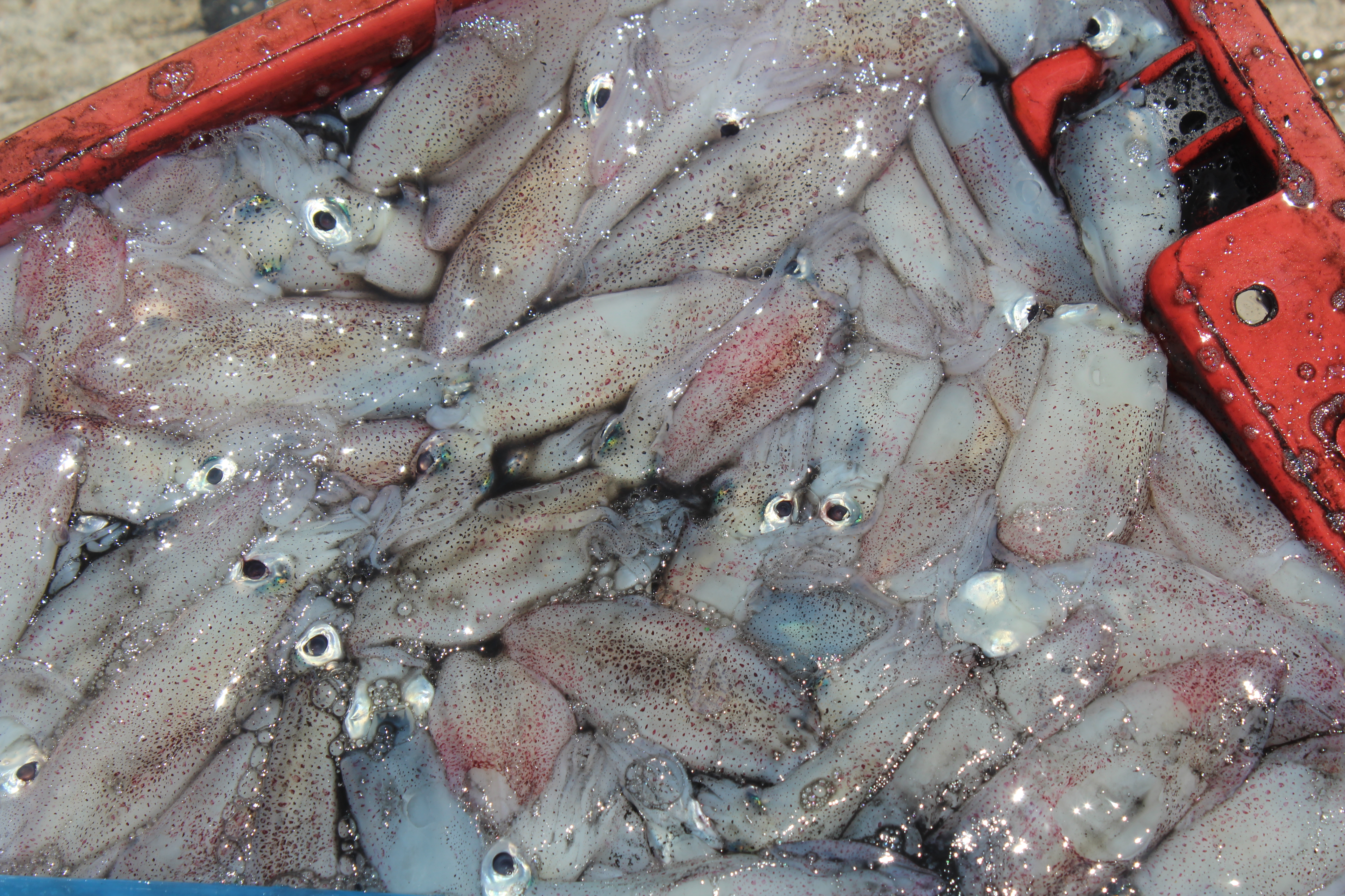 สินค้านำเข้าจากประเทศเมียนมา..คลิก