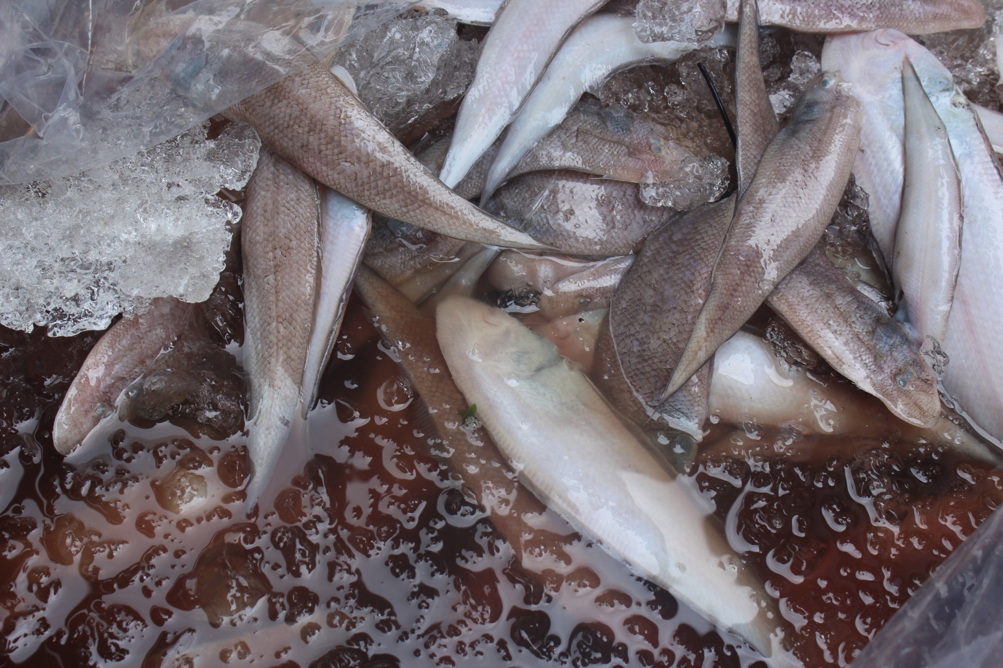 สินค้านำเข้าจากประเทศเมียนมา