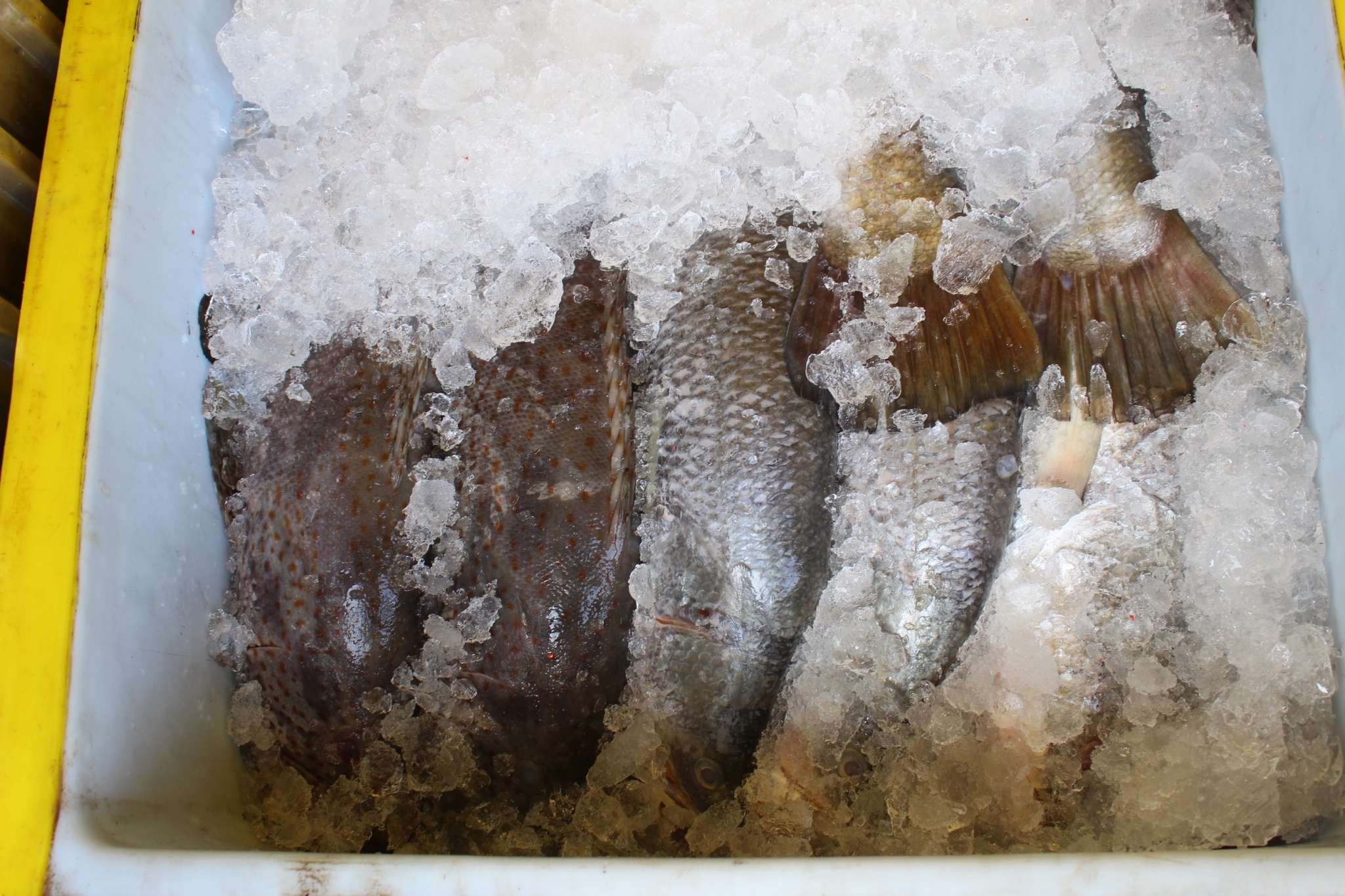 สินค้านำเข้าจากประเทศเมียนมา