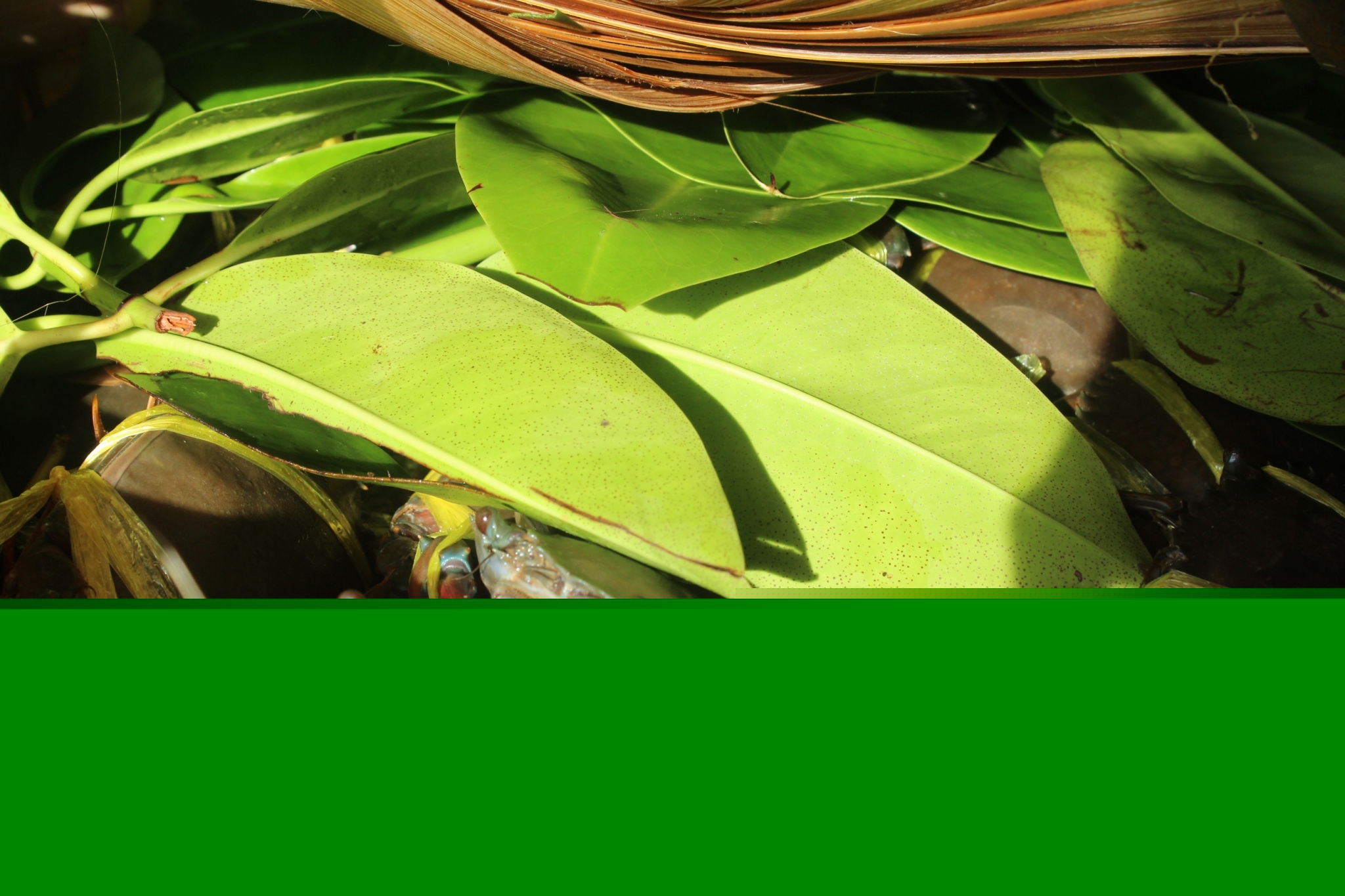 สินค้านำเข้าจากประเทศเมียนมา