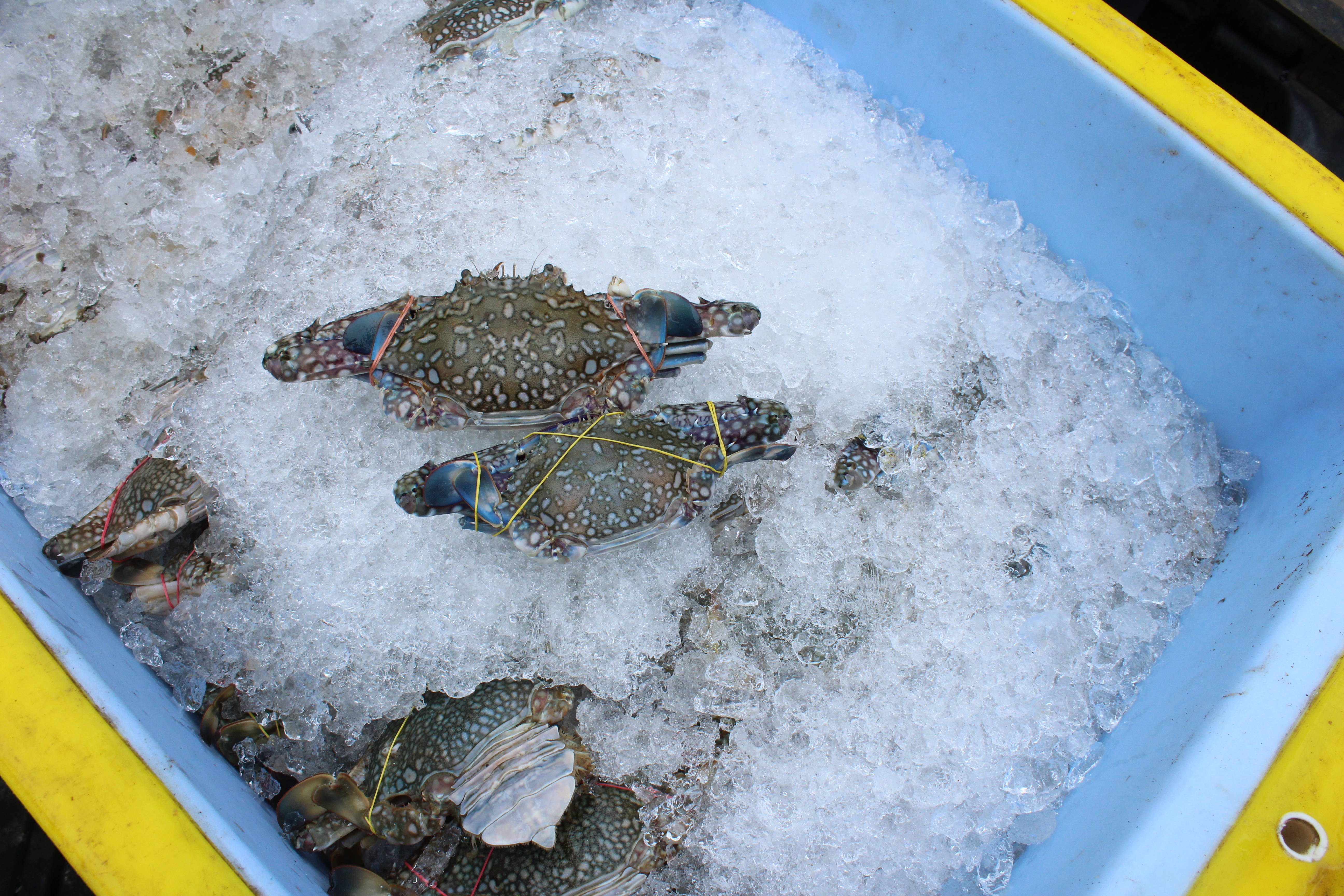 สินค้านำเข้าจากประเทศเมียนมา..คลิก