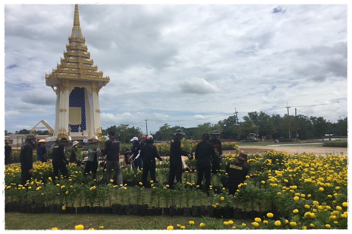 จัดตกแต่งดอกดาวเรืองในงานพิธีถวายดอกไม้จันทน์จังหวัดชุมพร..คลิก