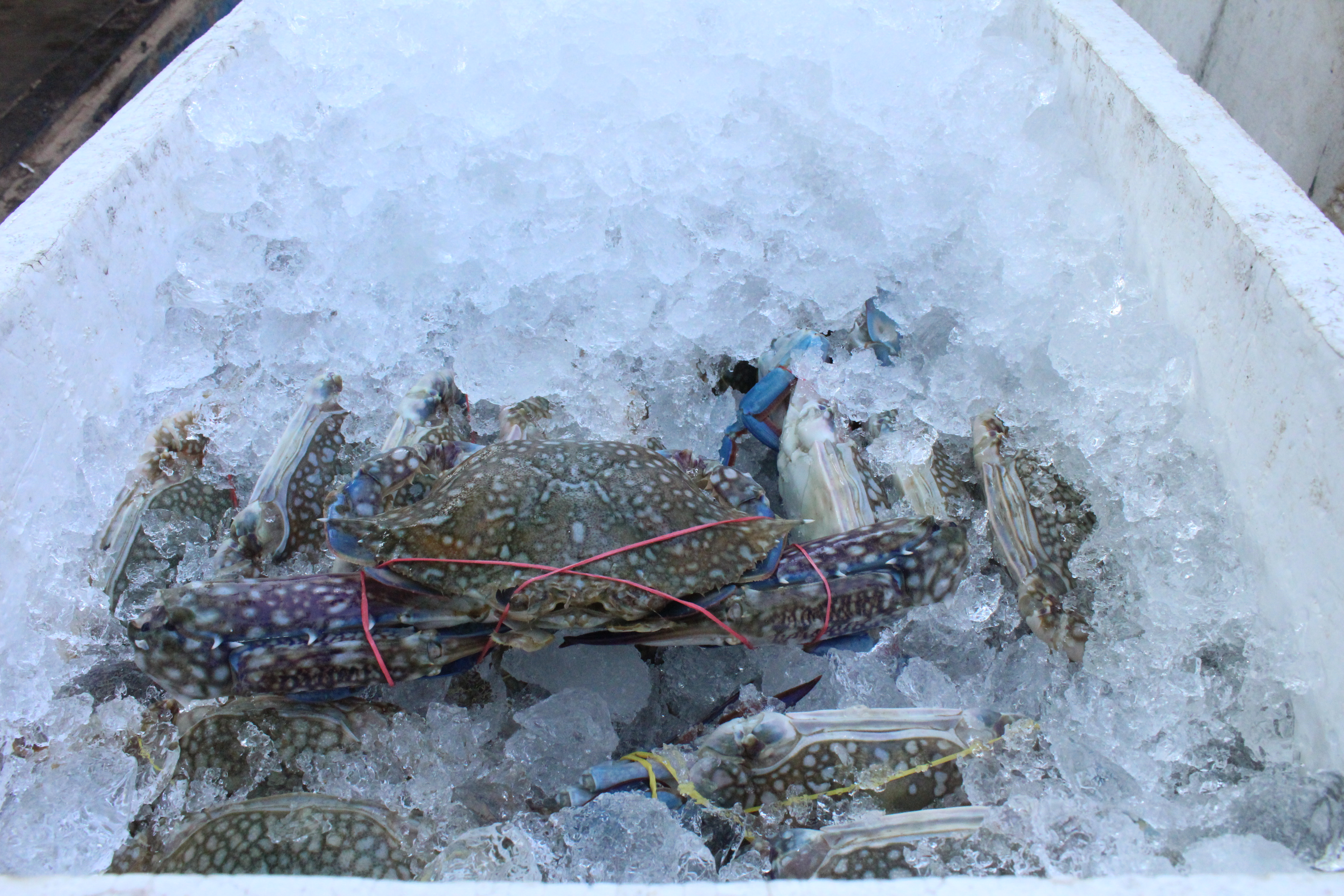 สินค้านำเข้าจากประเทศเมียนมา