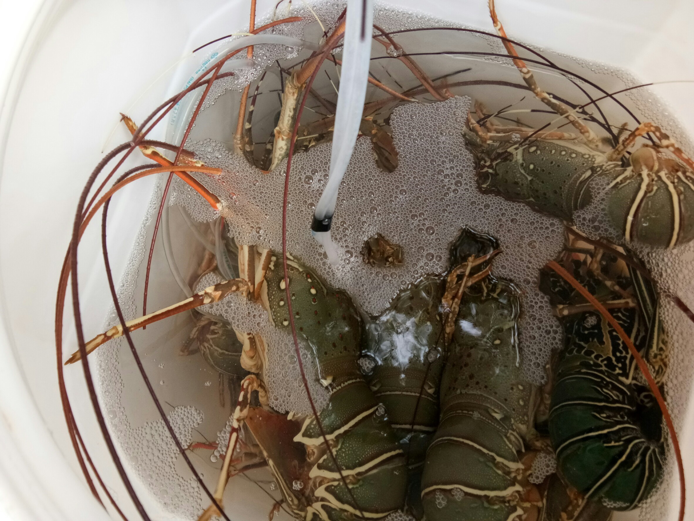 สินค้านำเข้าจากประเทศเมียนมา