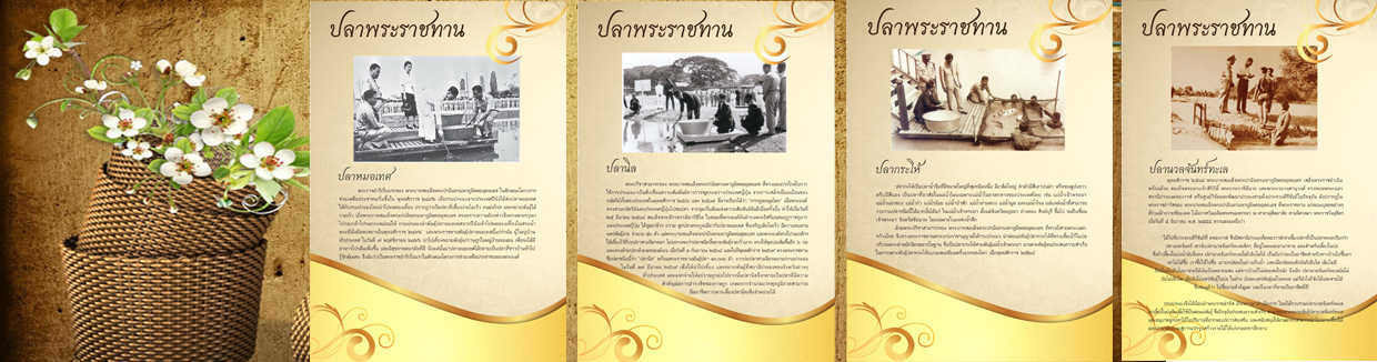 คลิ๊ก....เพื่อเข้าชม....ปลานิลพระราชทาน..คลิก