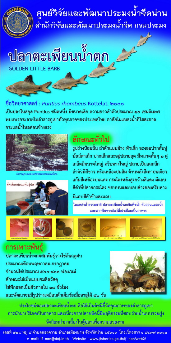 ปลาตะเพียนน้ำตก..คลิก