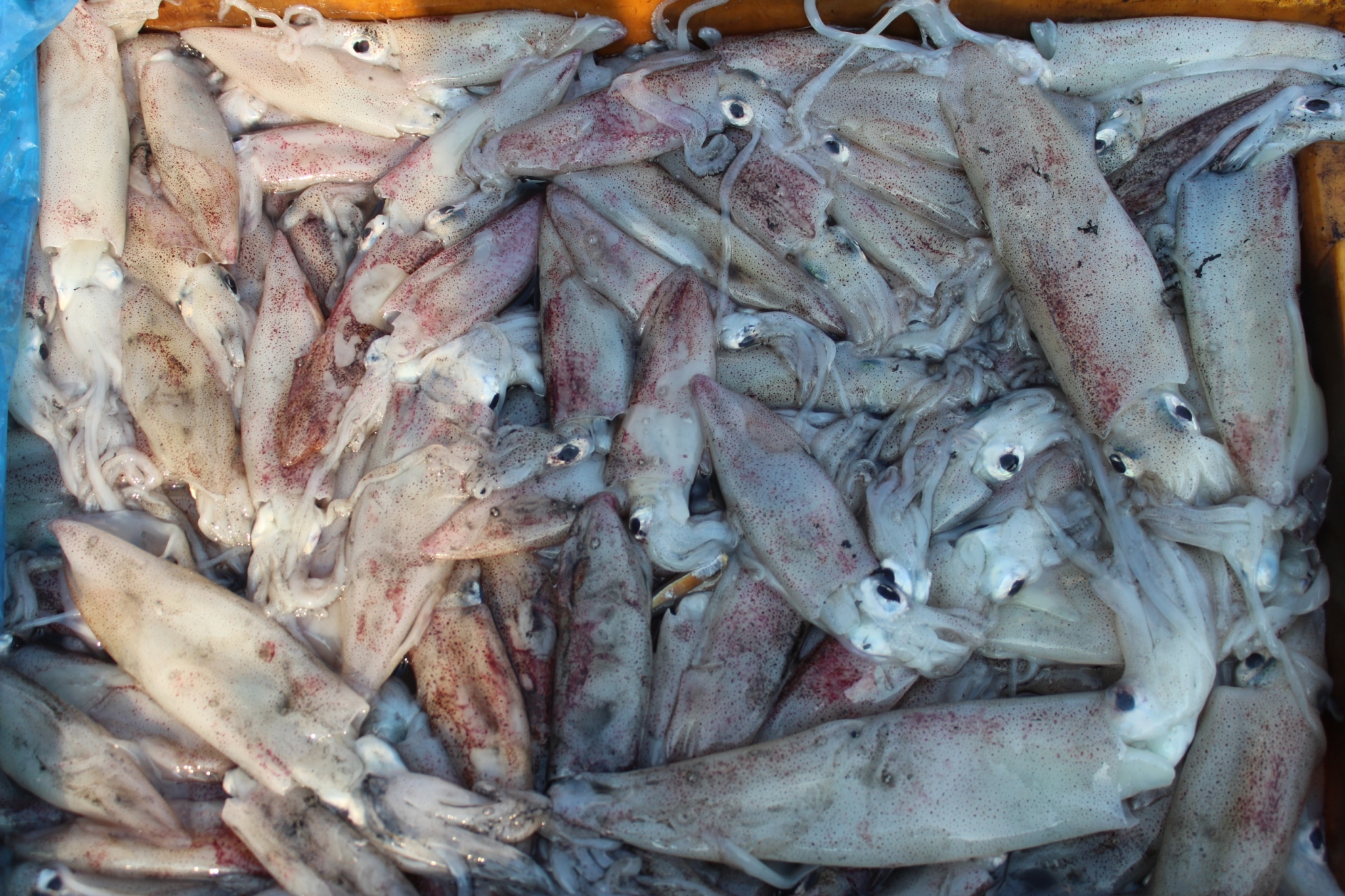 สินค้านำเข้าจากประเทศเมียนมา..คลิก