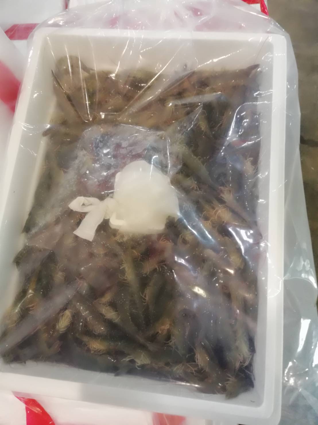 ด่านตรวจสัตว์นำ้ท่าอากาศยานดอนเมือง ตรวจสอบสินค้าสัตว์นำ้ส่งออก..คลิก