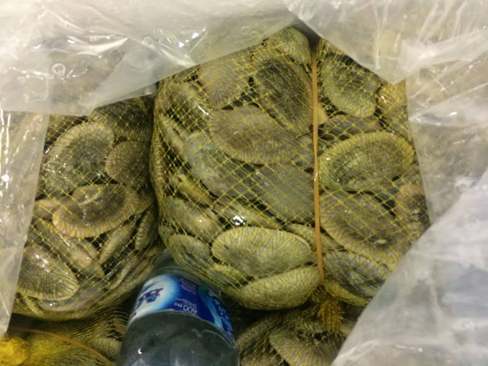 ด่านตรวจสัตว์นำ้ท่าอากาศยานดอนเมือง ตรวจสอบสินค้าสัตว์นำ้นำเข้า..คลิก