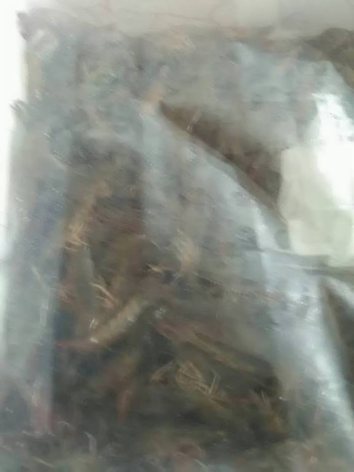 ด่านตรวจสัตว์นำ้ท่าอากาศยานดอนเมือง ตรวจสอบสินค้าสัตว์นำ้ส่งออก..คลิก