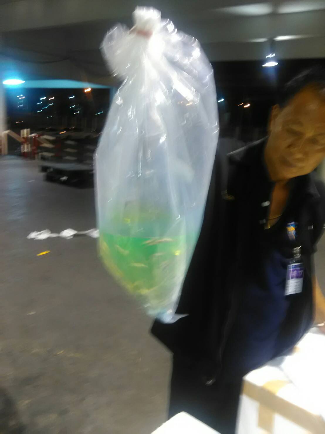 ด่านตรวจสัตว์นำ้ท่าอากาศยานดอนเมือง ตรวจสอบสินค้าสัตว์นำ้ส่งออก..คลิก
