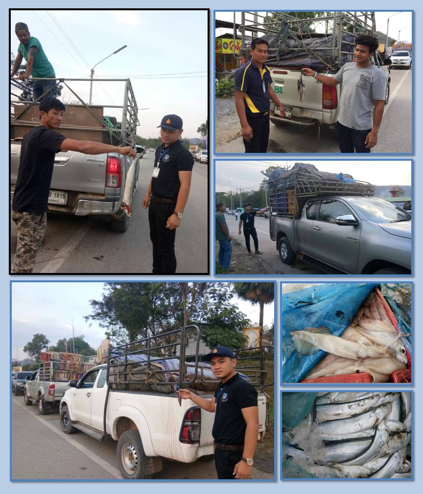 เจ้าหน้าที่ด่านตรวจสัตว์น้ำจังหวัดกาญจนบุรี ปฏิบัติหน้าที่ตรวจสอบสินค้าสัตว์น้ำและเอกสารการนำเข้า ปลาดาบลาวแช่เย็น, หมึกกระดองแช่เย็น, หมึกกล้วยแช่เย็น และหมึกหอมแช่เย็น  จากประเทศเมียนมา..คลิก