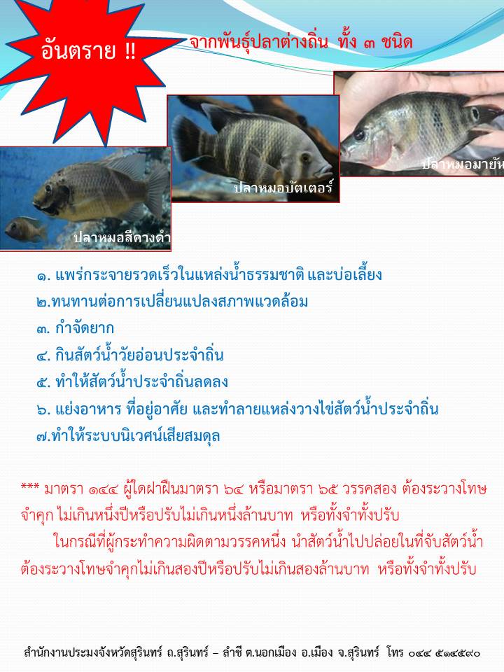 ปลาหมอสี..คลิก