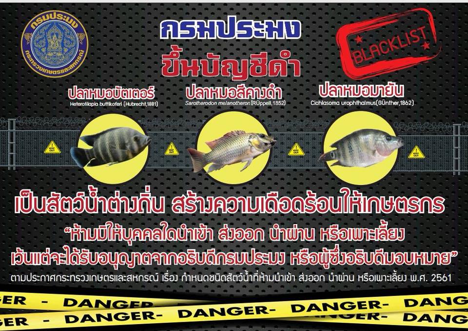 กรมประมงโชว์ภาพ 3 สายพันธุ์ปลาต้องห้าม นำเข้า ส่งออก นำผ่าน หรือเพาะเลี้ยง “ปลาหมอบัตเตอร์ ปลาหมอสีคางดำ ปลาหมอมายัน” หลังพบโซเชียลมีการเผยแพร่ภาพปลาผิดชนิด